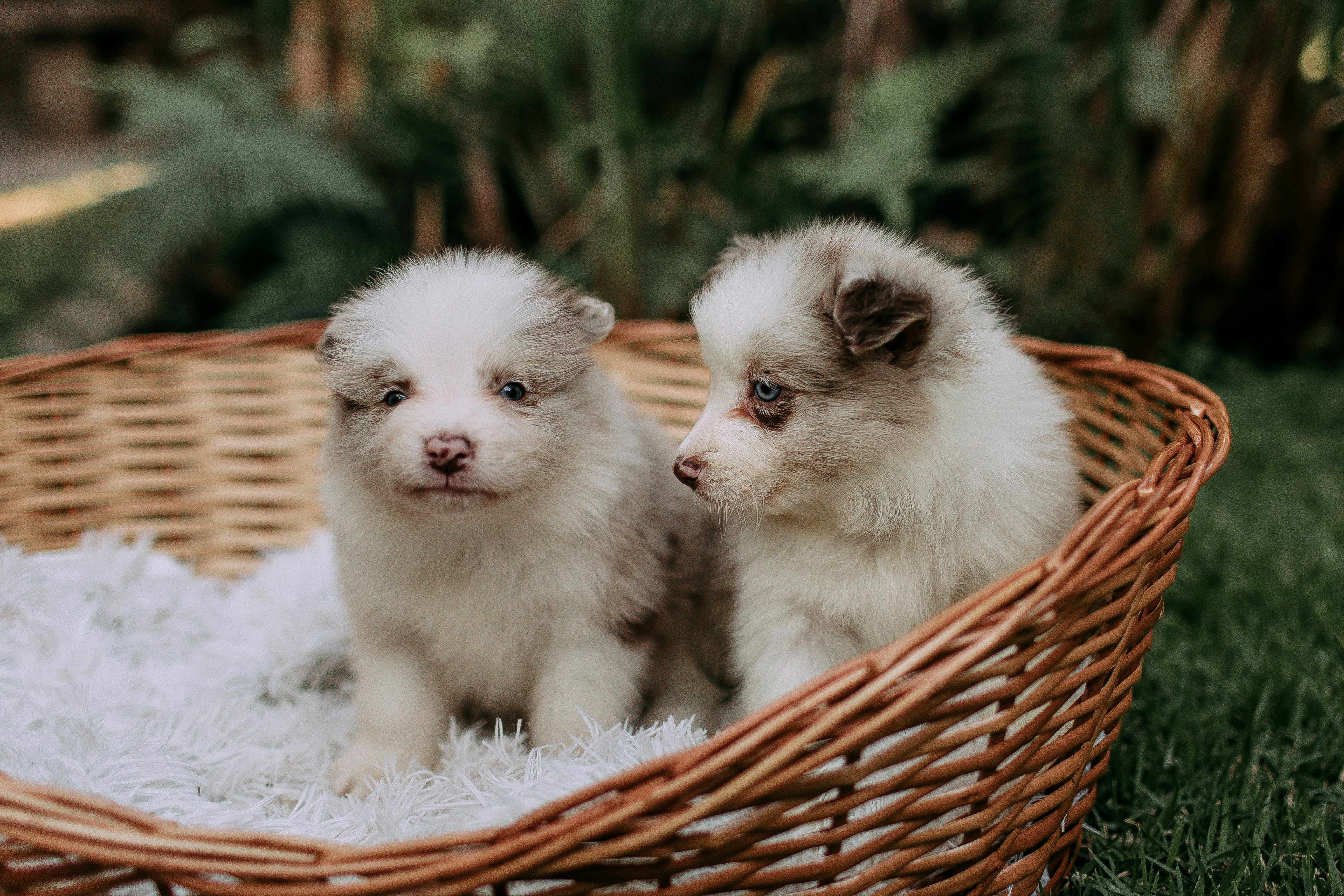Dos cachorros peludos están sentados en una cesta tejida.