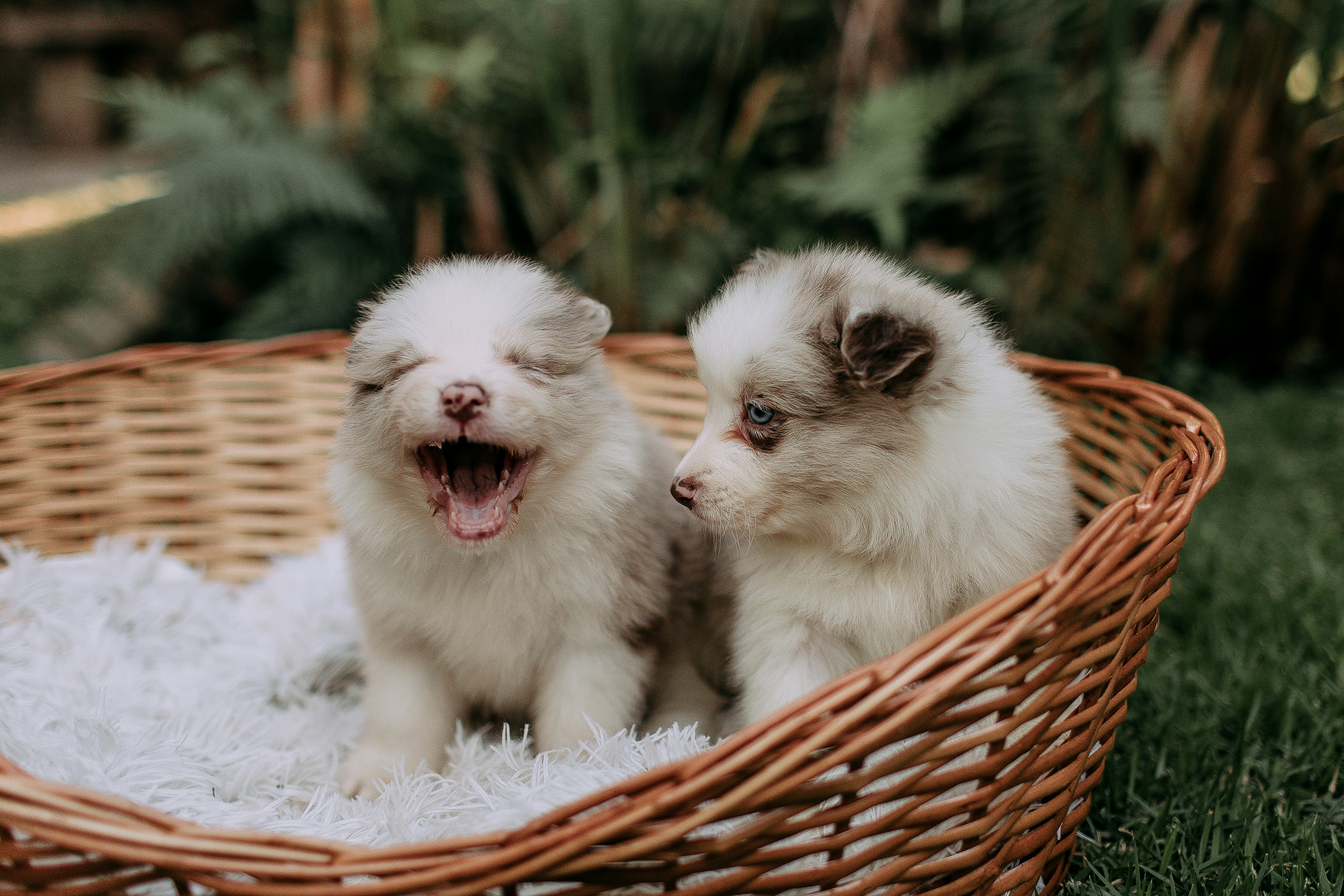 Two fluffy puppies sitting in a basket