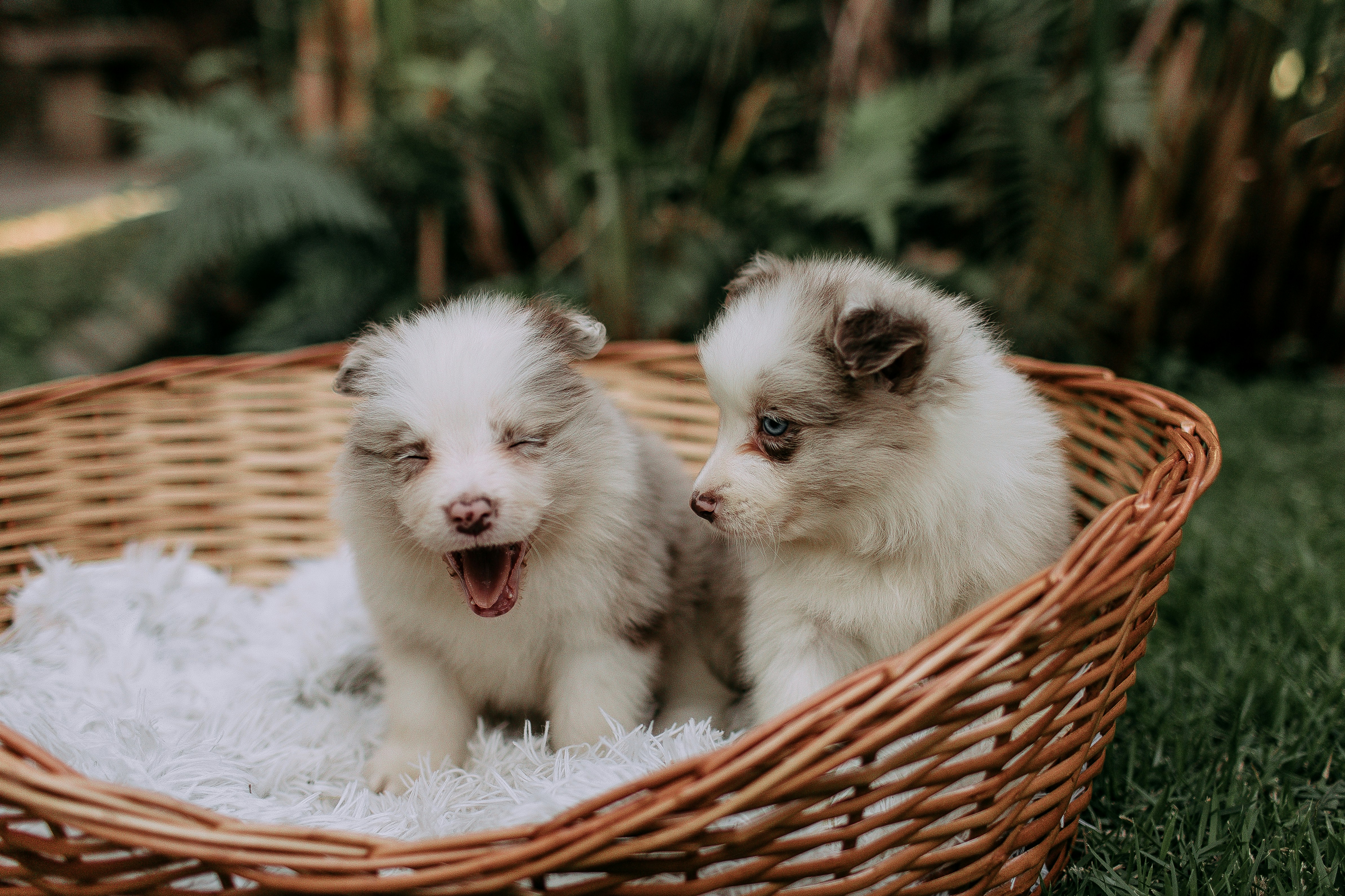 Two fluffy puppies sitting in a wicker basket.