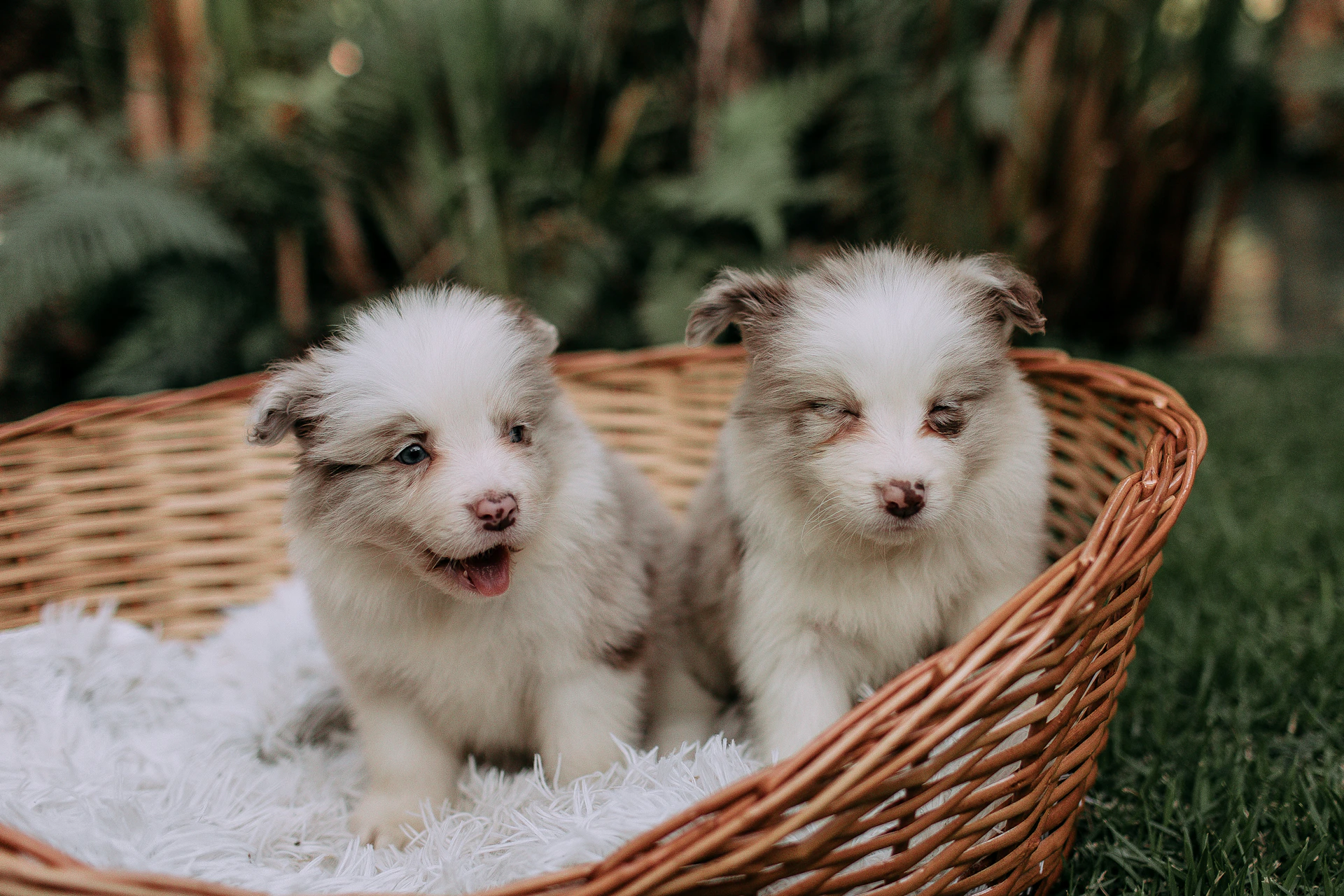 Two fluffy puppies sitting in a basket