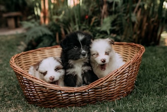 Three fluffy puppies sit in a wicker basket.