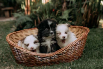 Three fluffy puppies sit in a wicker basket.