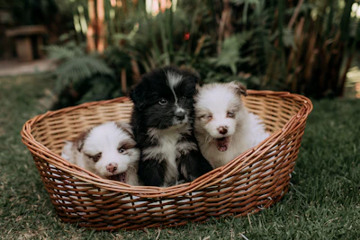 Three fluffy puppies sit in a wicker basket.
