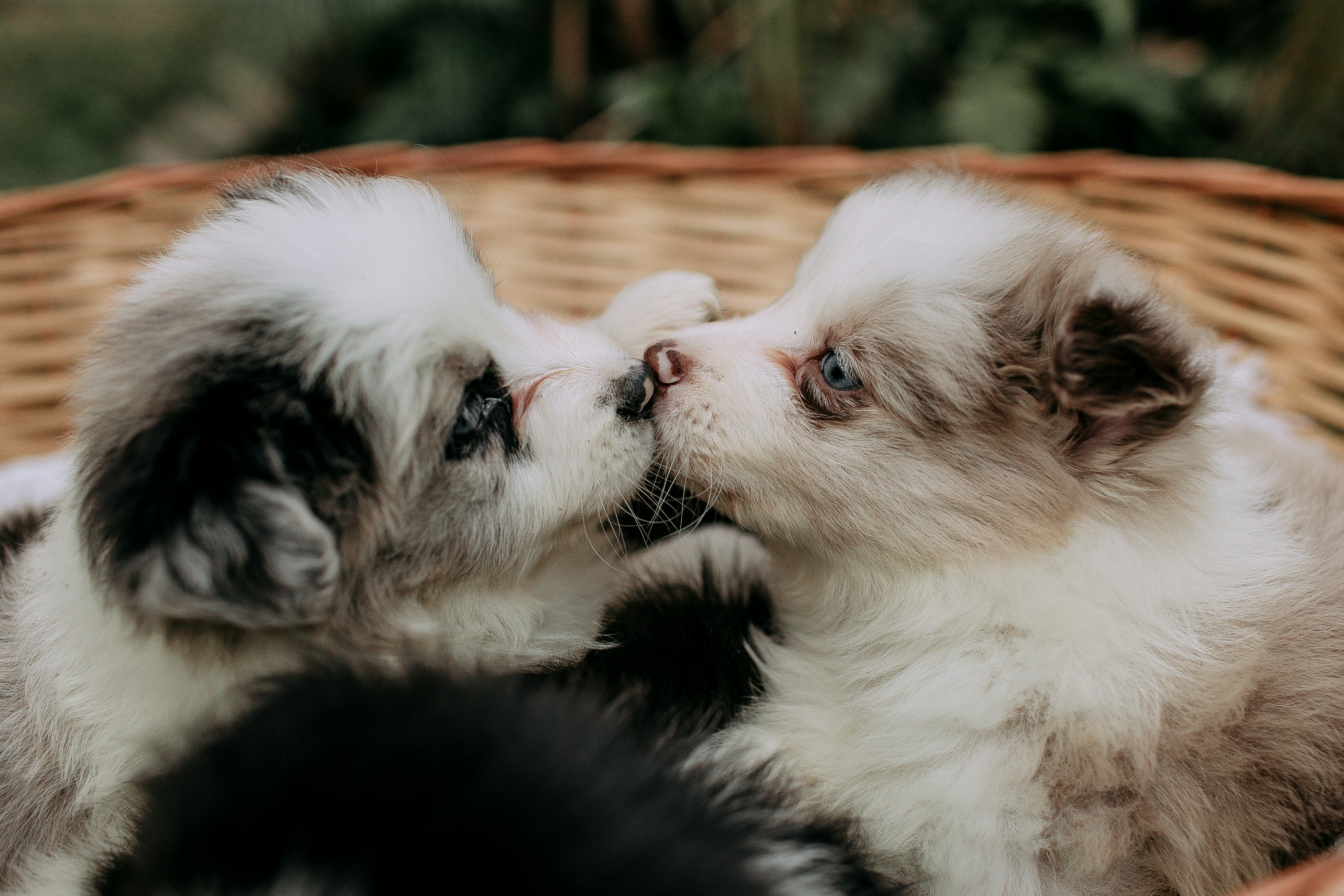 5) Técnicas de entrenamiento (positivo) para socializar sin romper la confianza