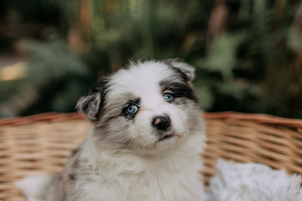 Cute puppy looking for a unique female dog name