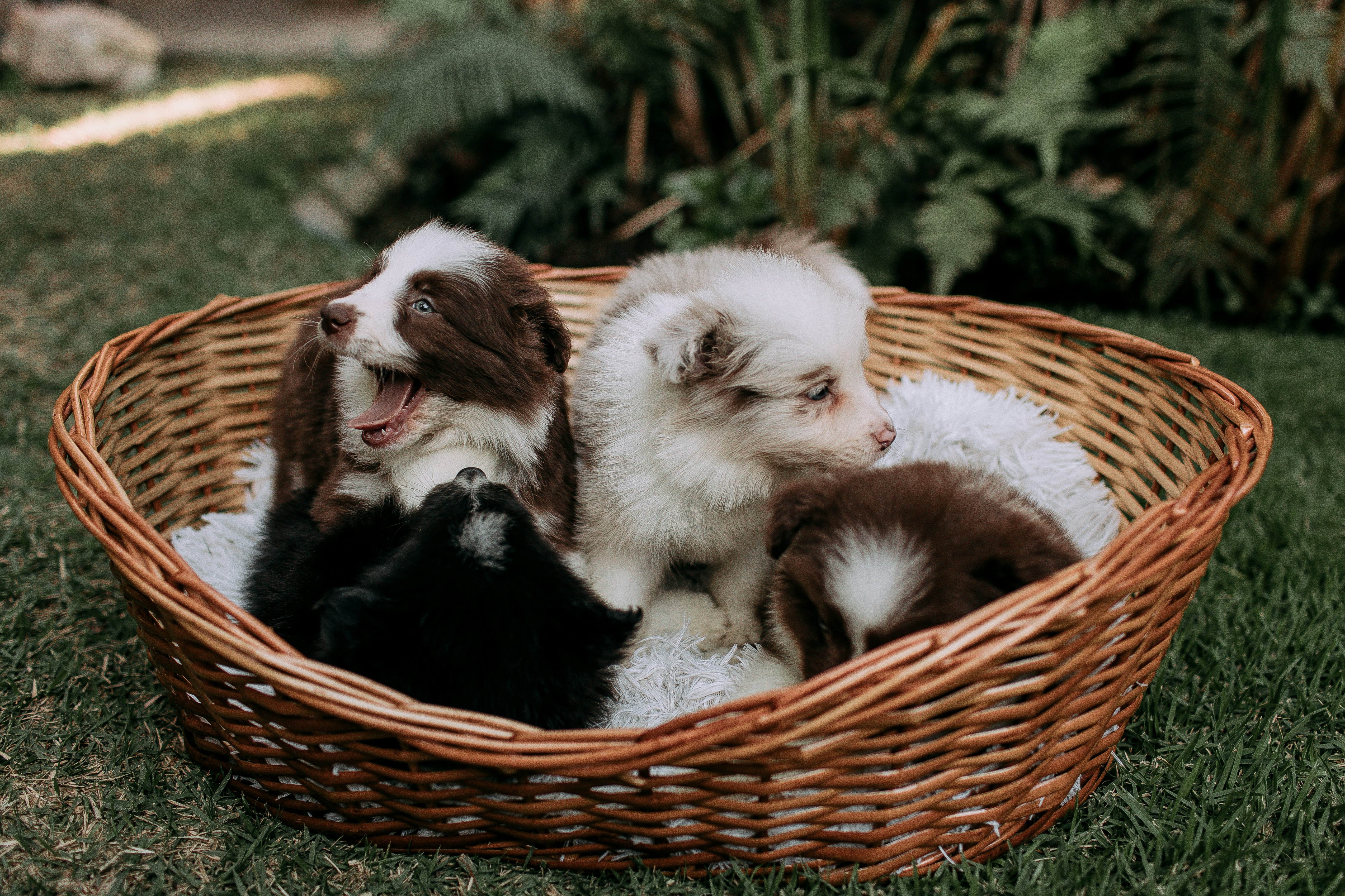 Quatre adorables chiots reposant dans un panier en osier.