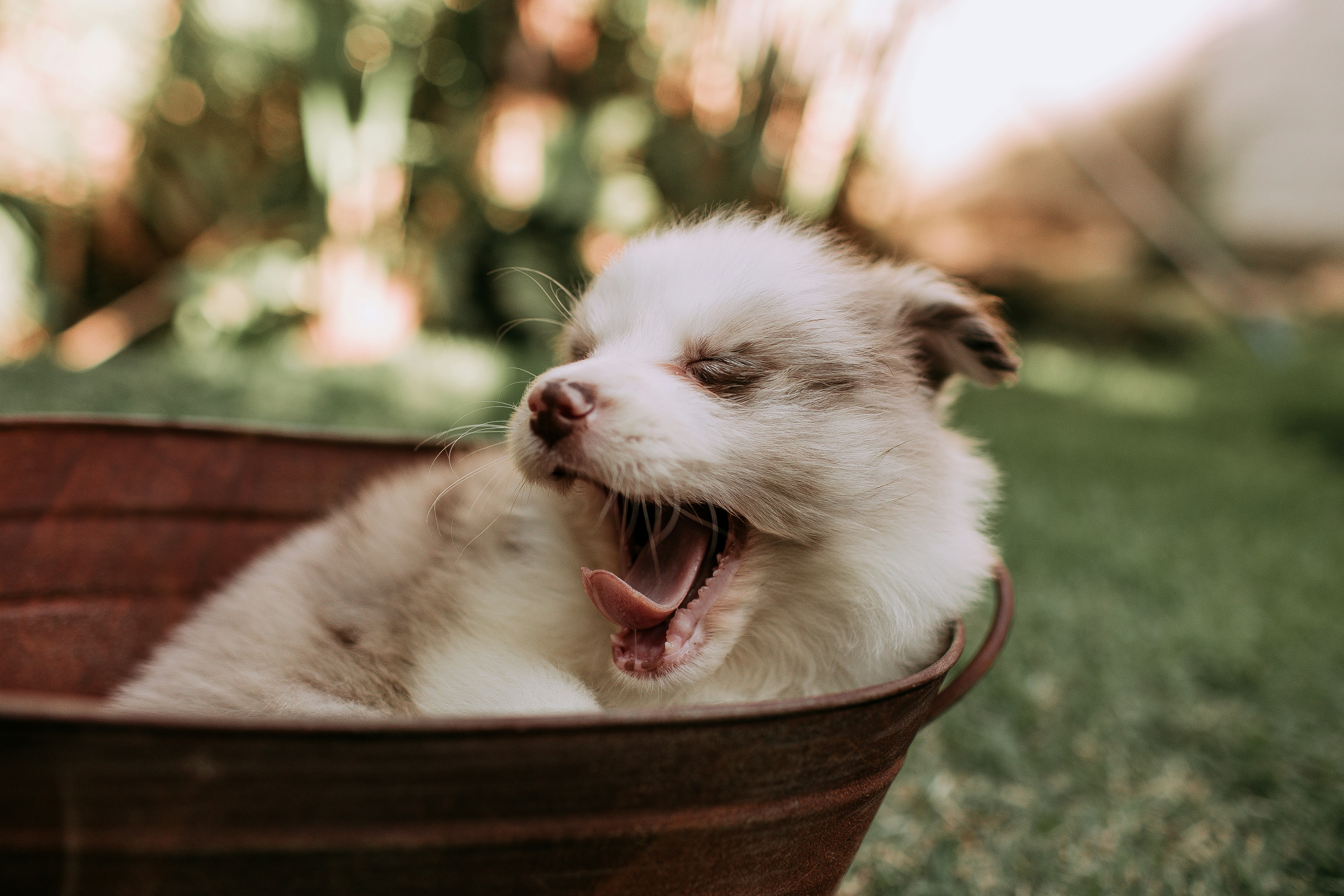A sleepy puppy yawning in a rusty tub