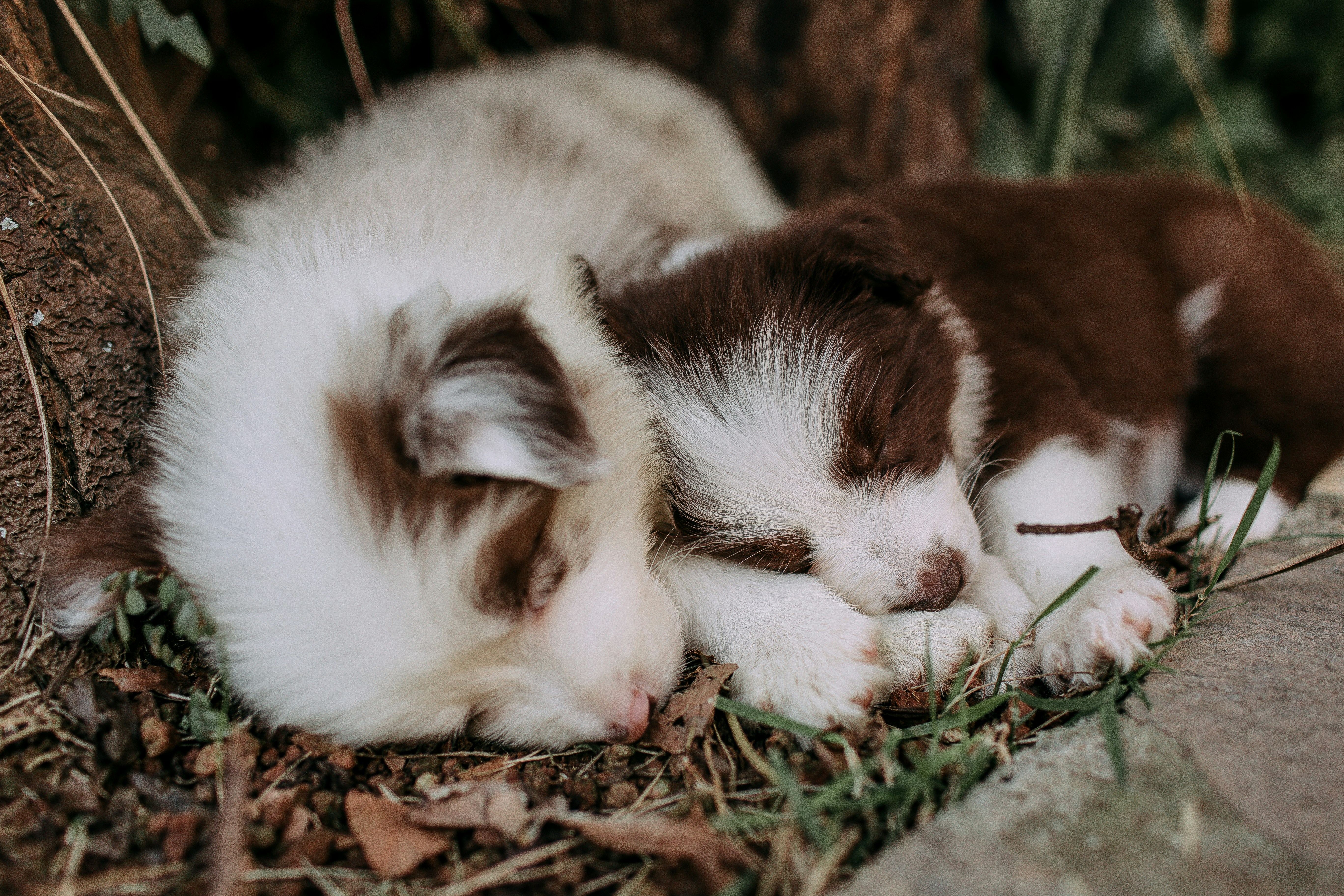 Two puppies sleeping together