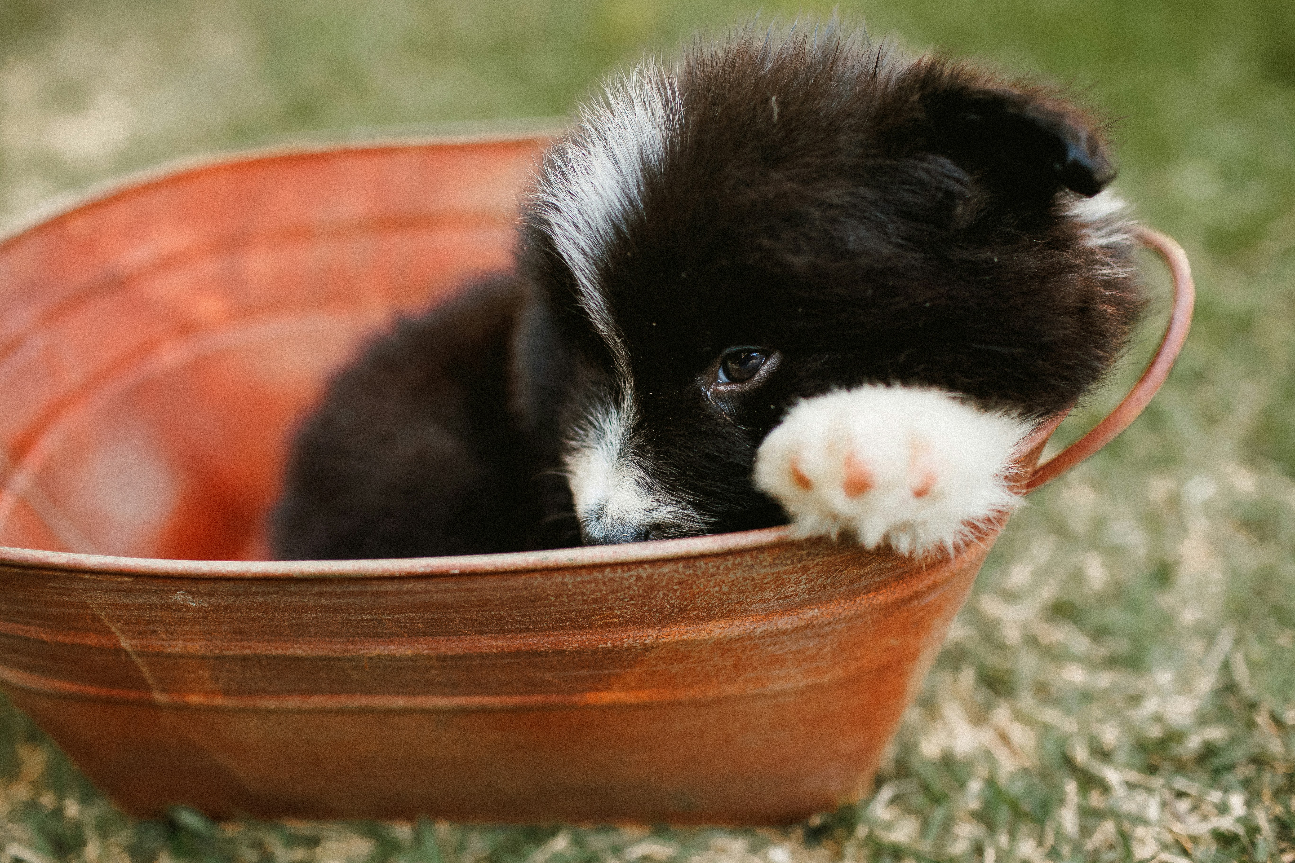 Canaldog (Tarare) — Tarare