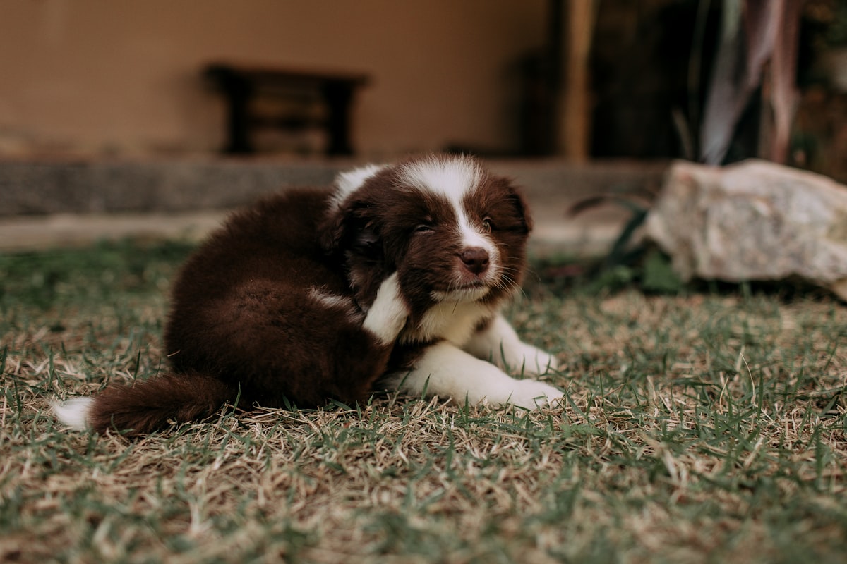 Natural Flea and Tick Prevention: What Actually Works vs What's Just Marketing