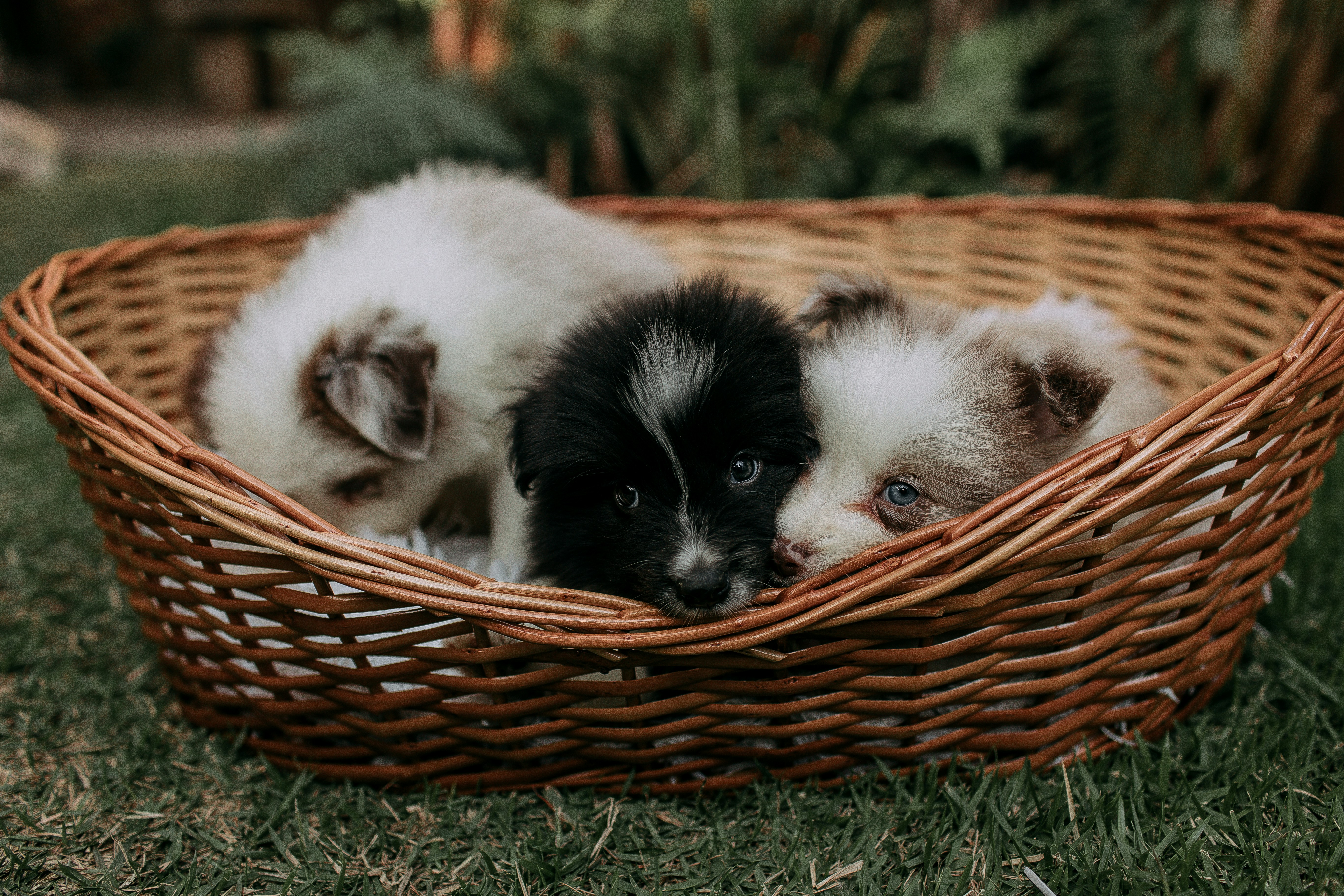 Three fluffy puppies nestled together in a woven basket.