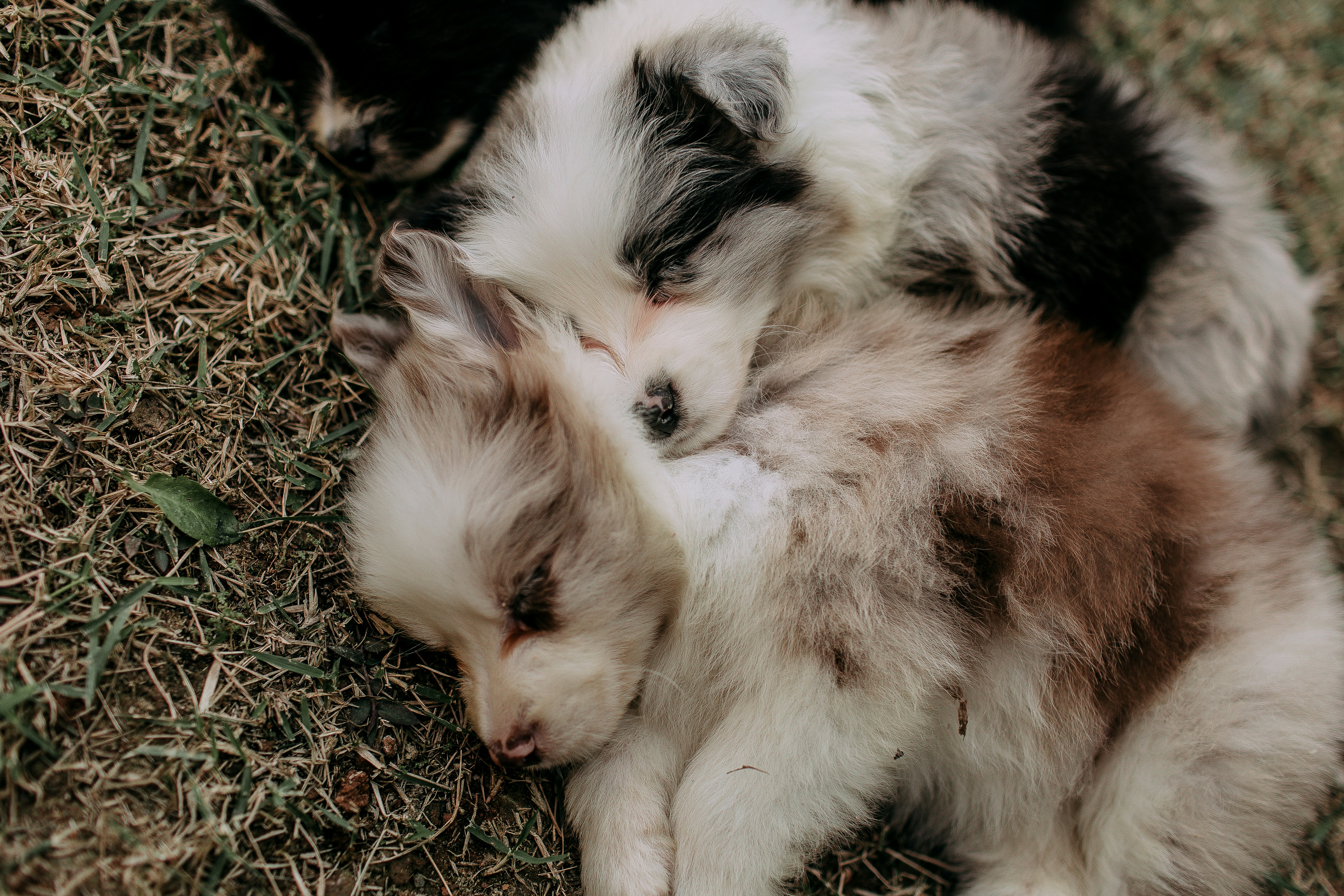 sleeping puppies