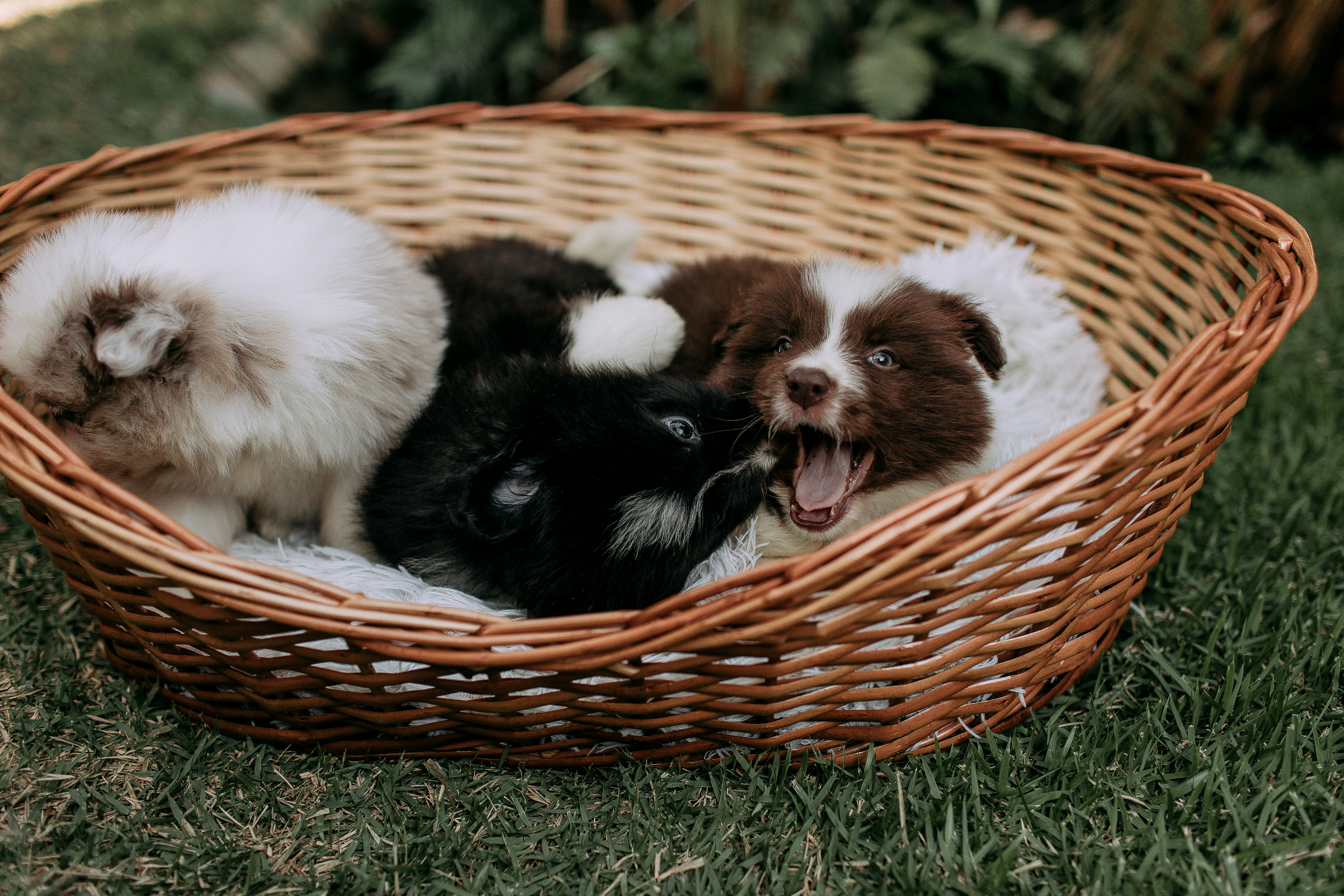 Three puppies sleeping in a woven basket on grass