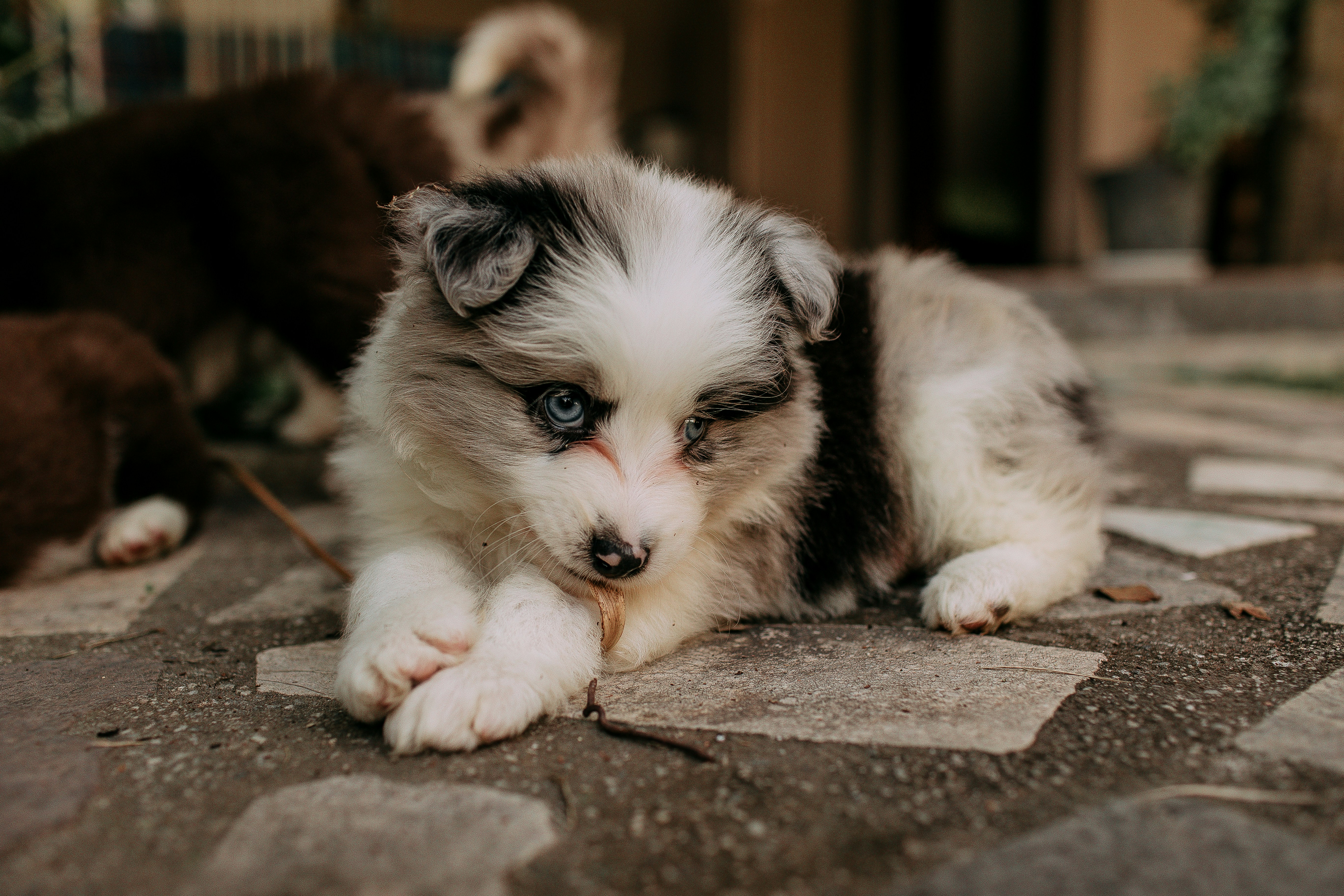 A fluffy puppy with blue eyes lies on the ground