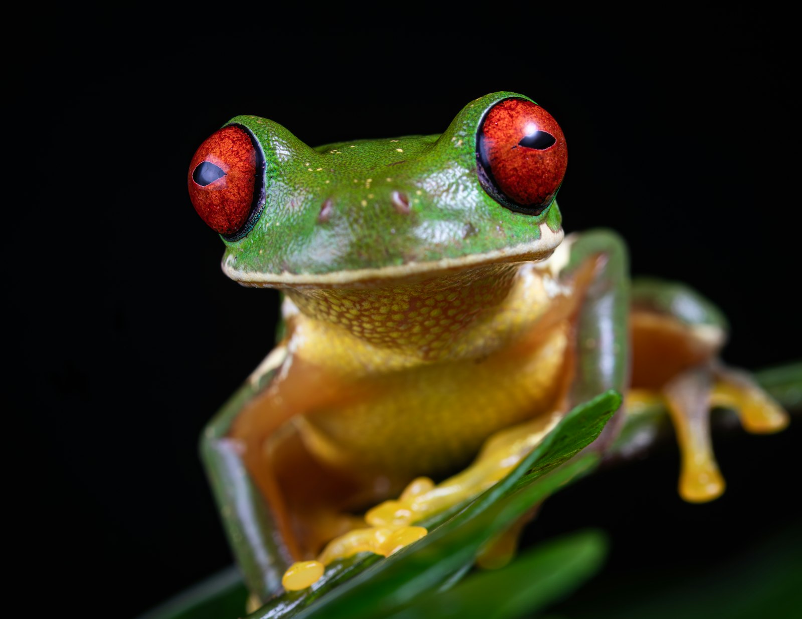 A red-eyed tree frog with bright orange feet perched on a leaf against a dark background