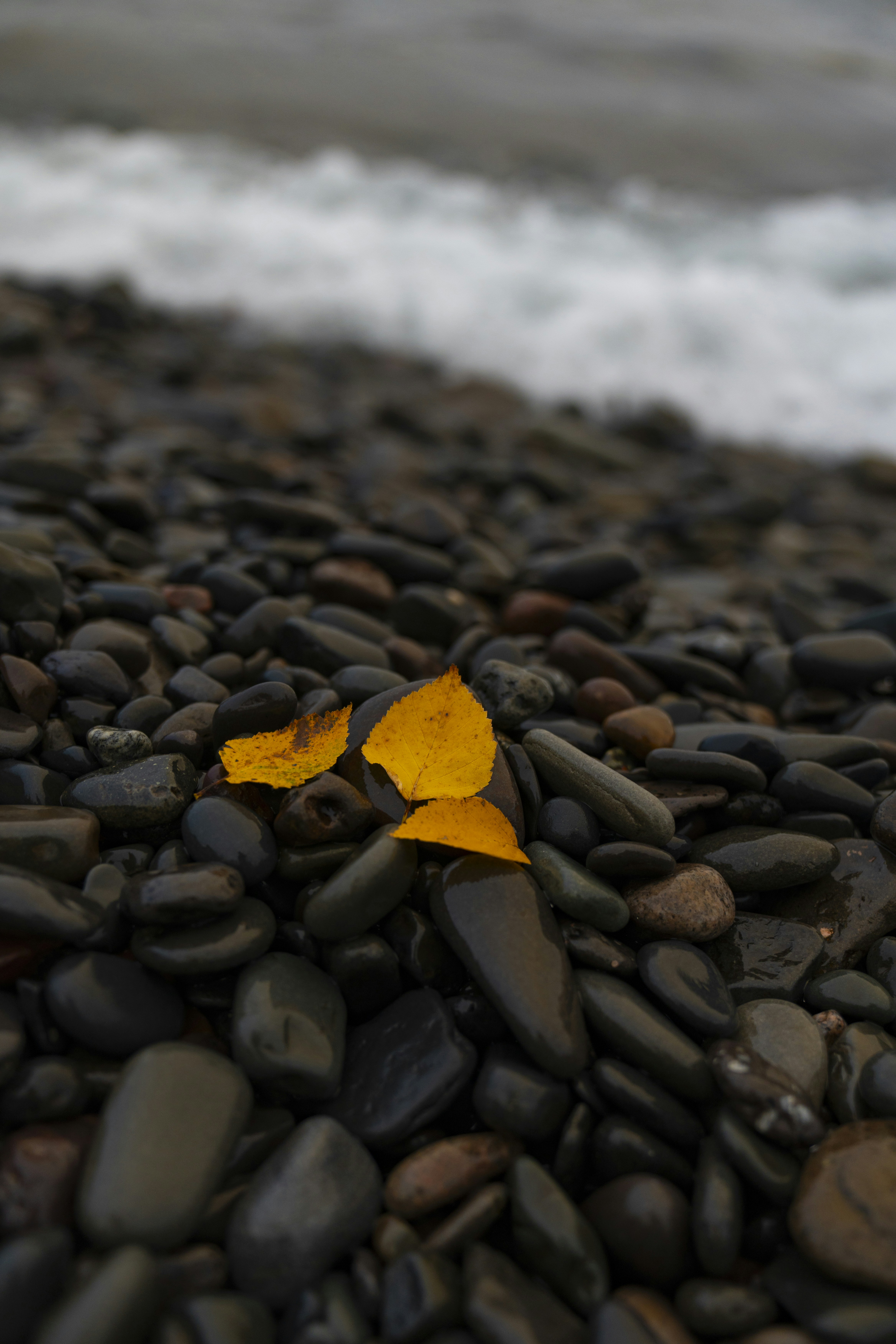 Three yellow leaves on wet stones by the ocean