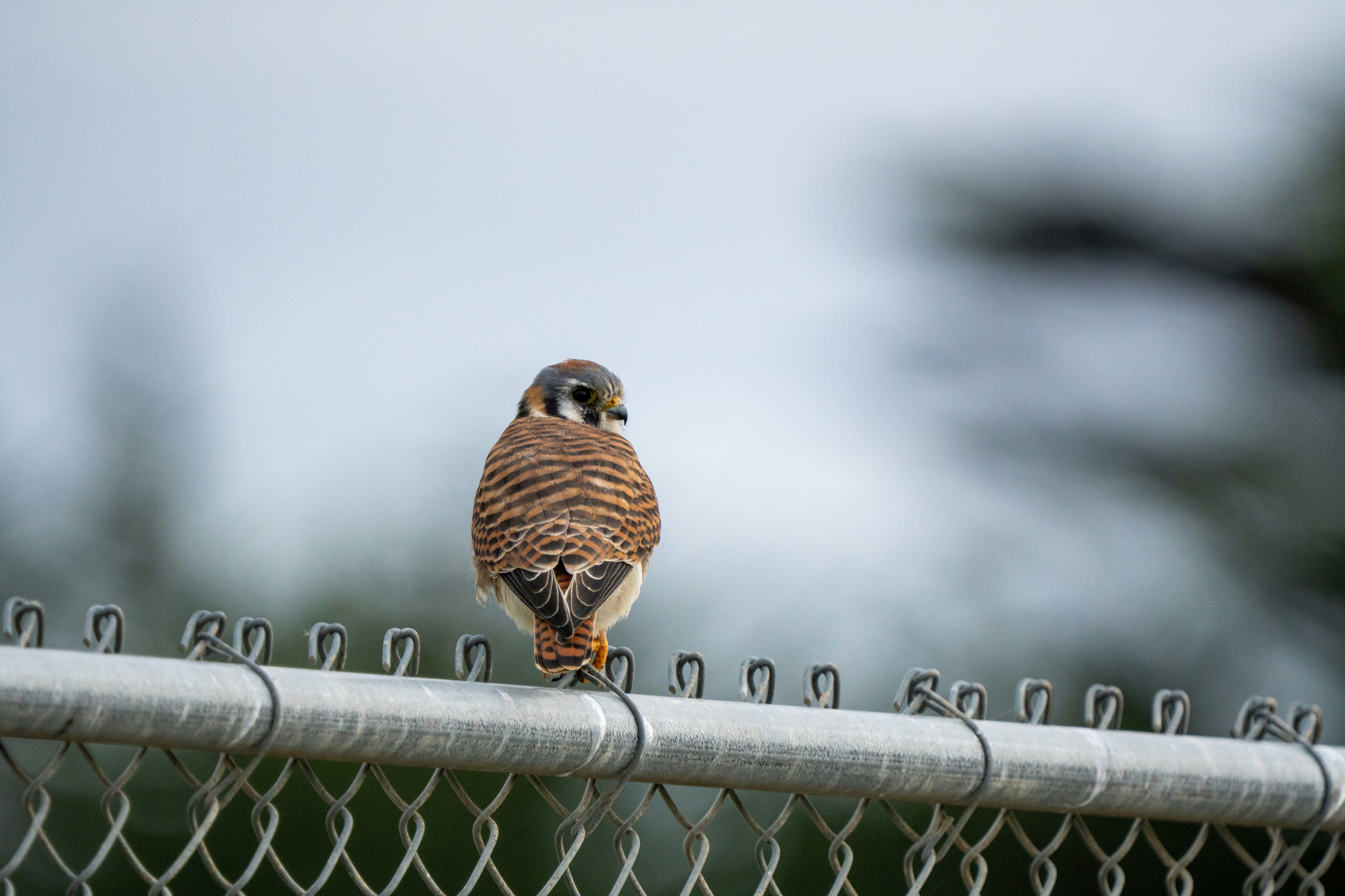 A small falcon perched on a chain-link fence.