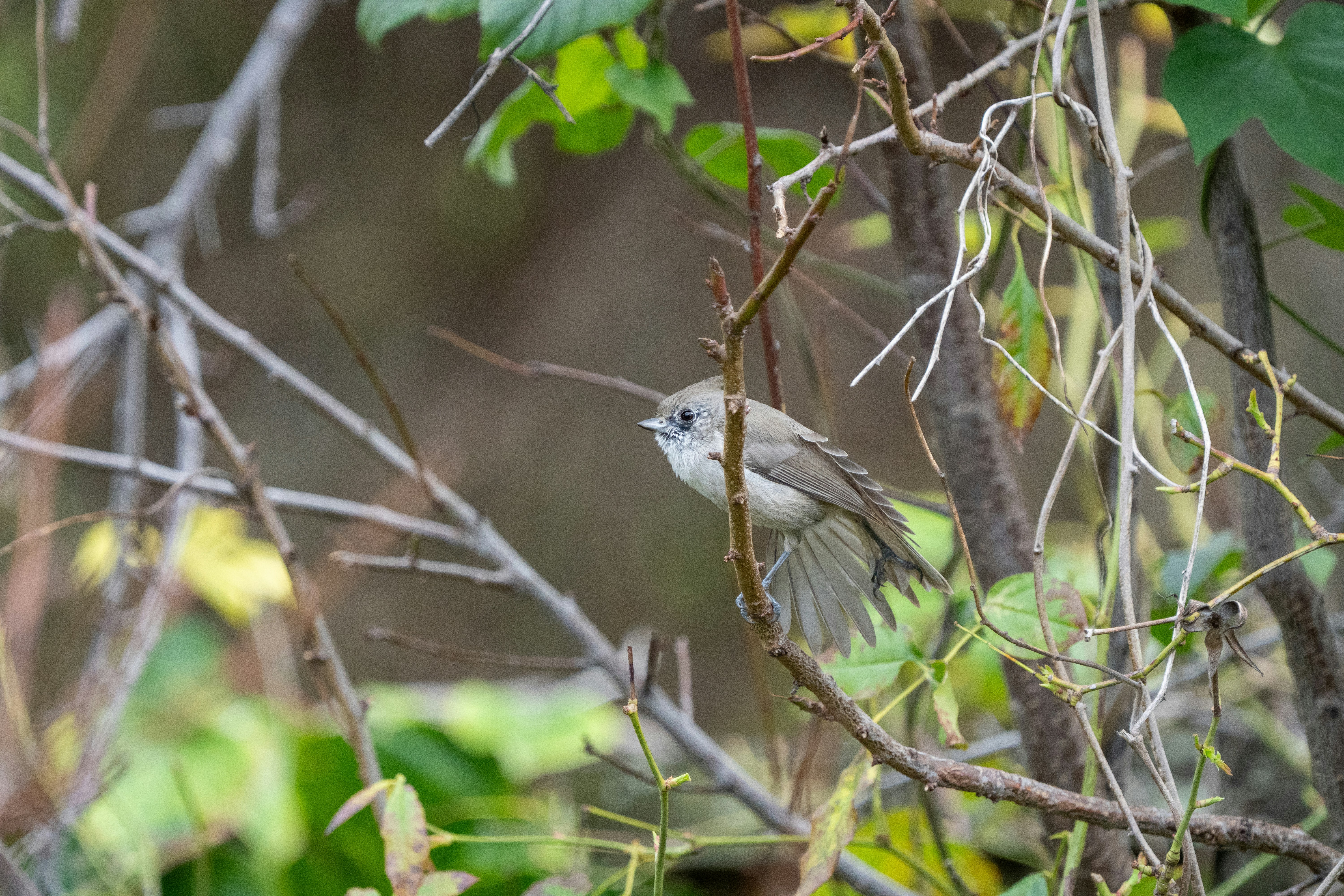 Photo by zacharia_17