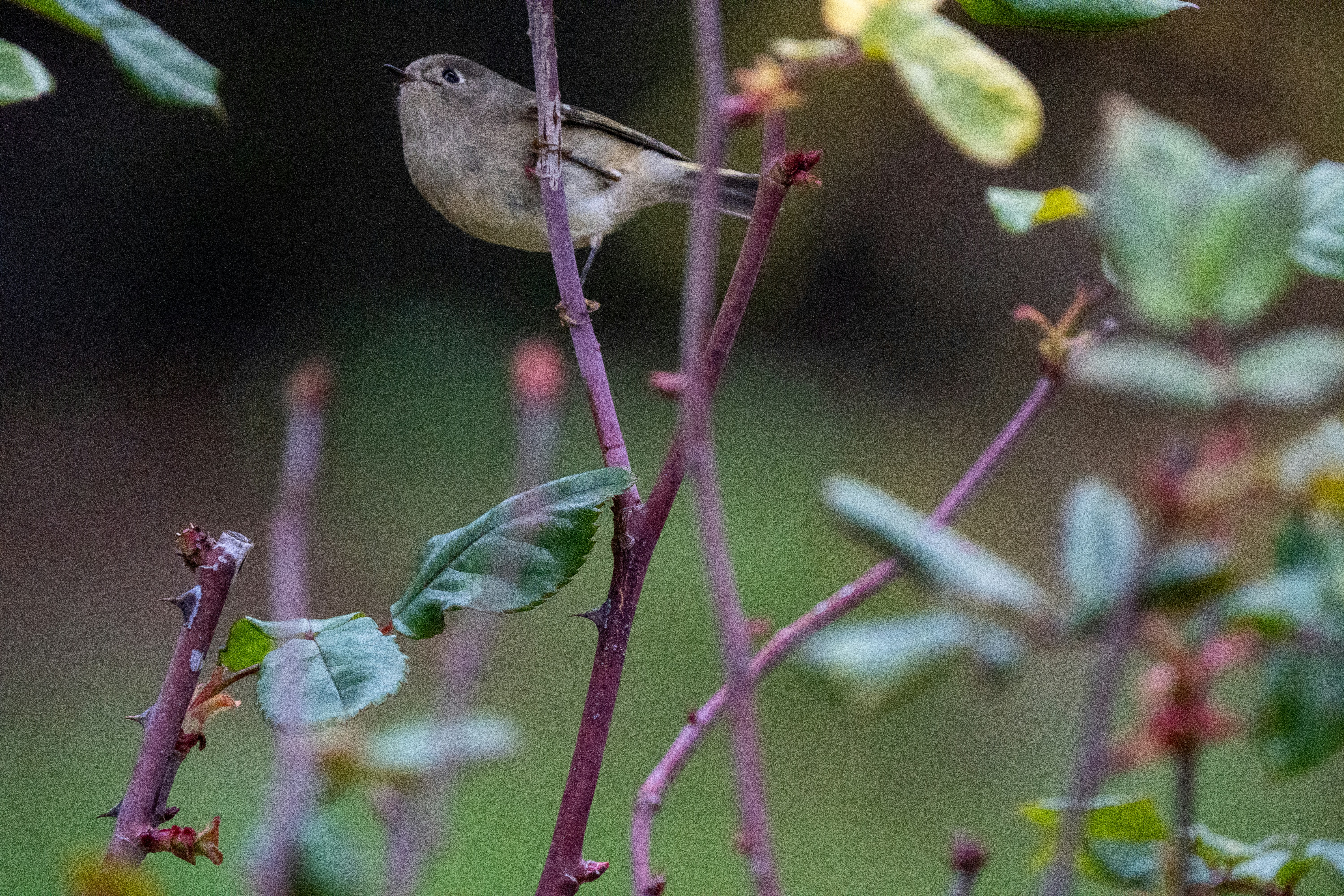 Photo by zacharia_17