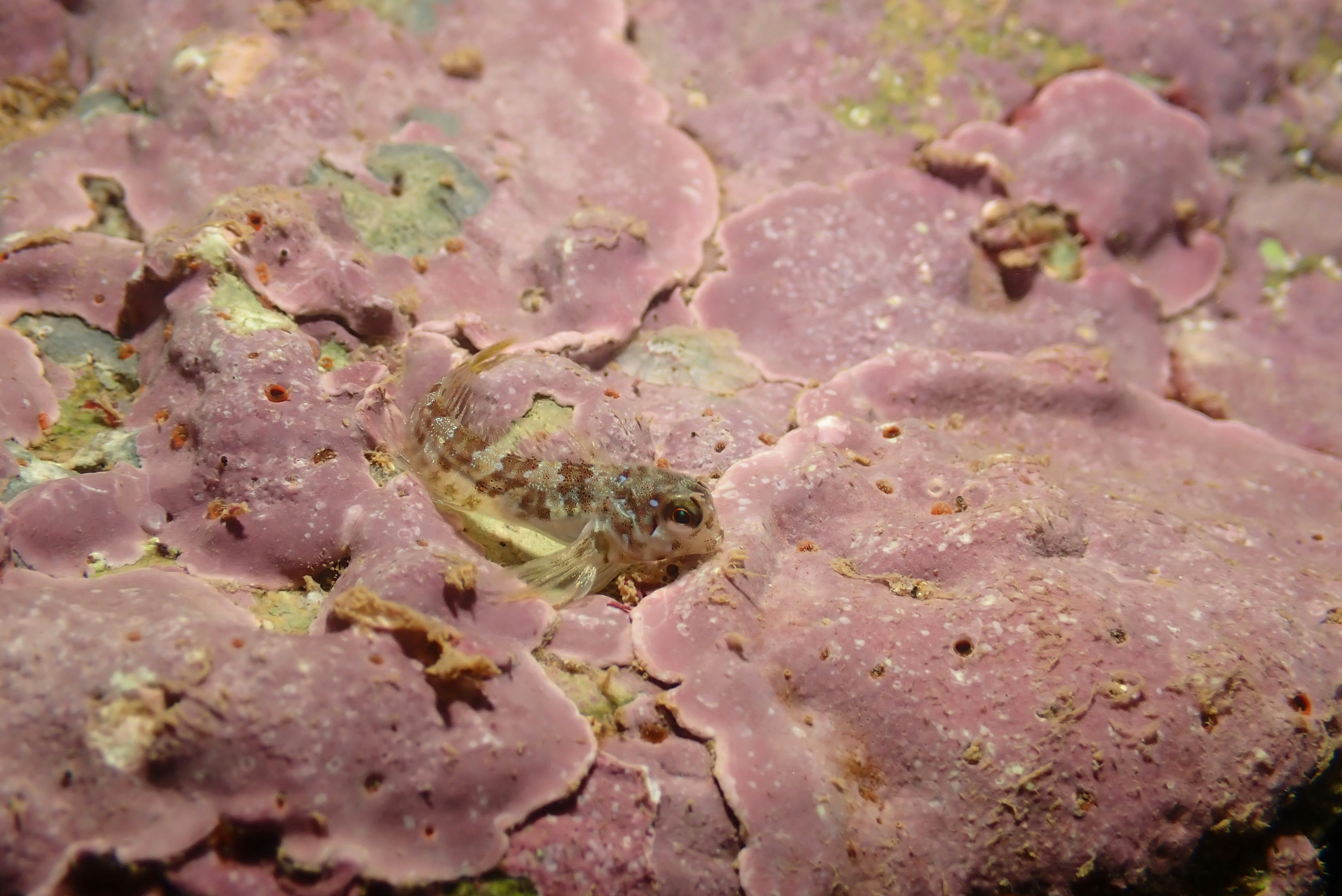 Baby Aidablennius sphynx