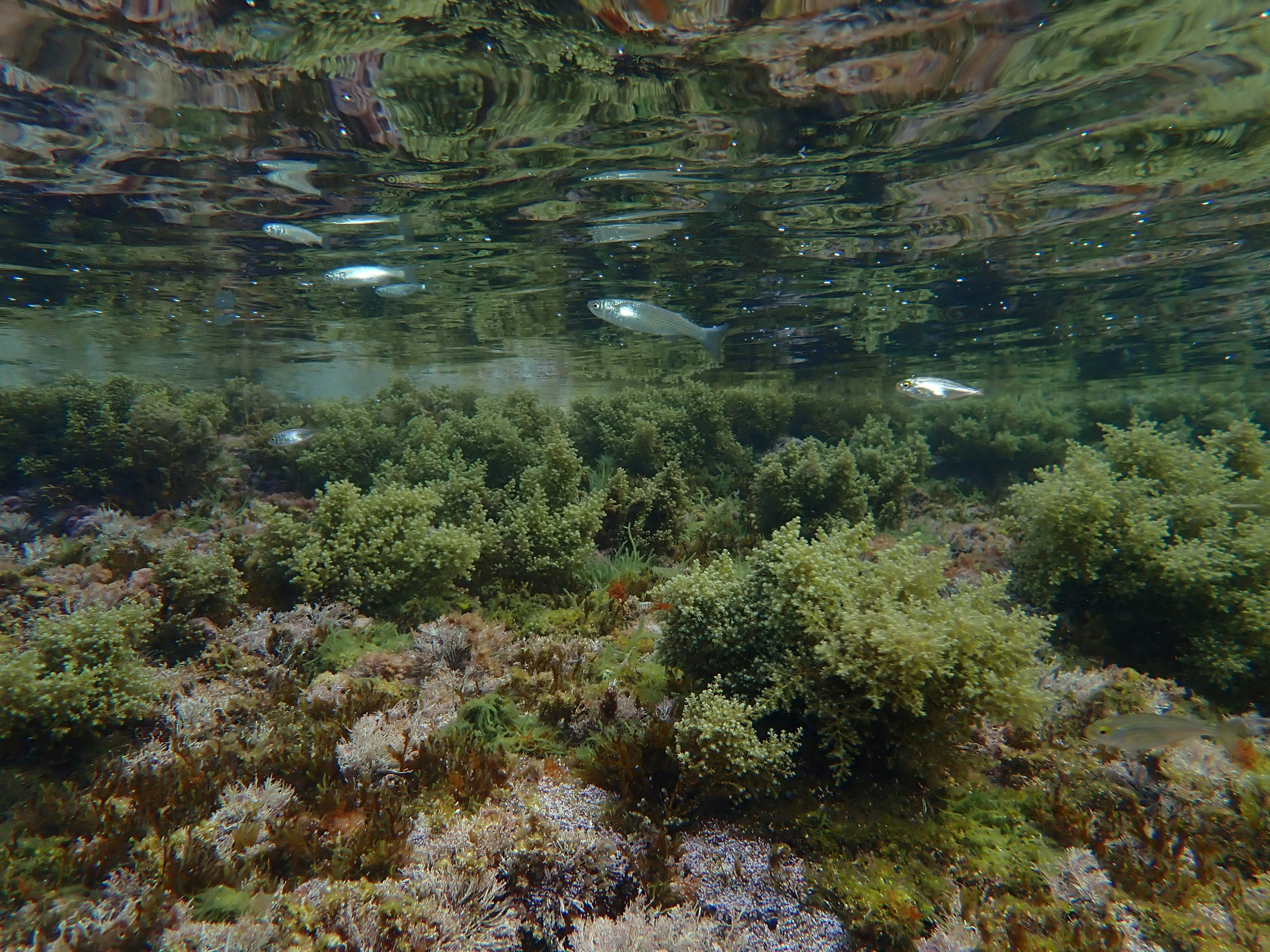 Underwater scene with seaweed and small fish swimming.