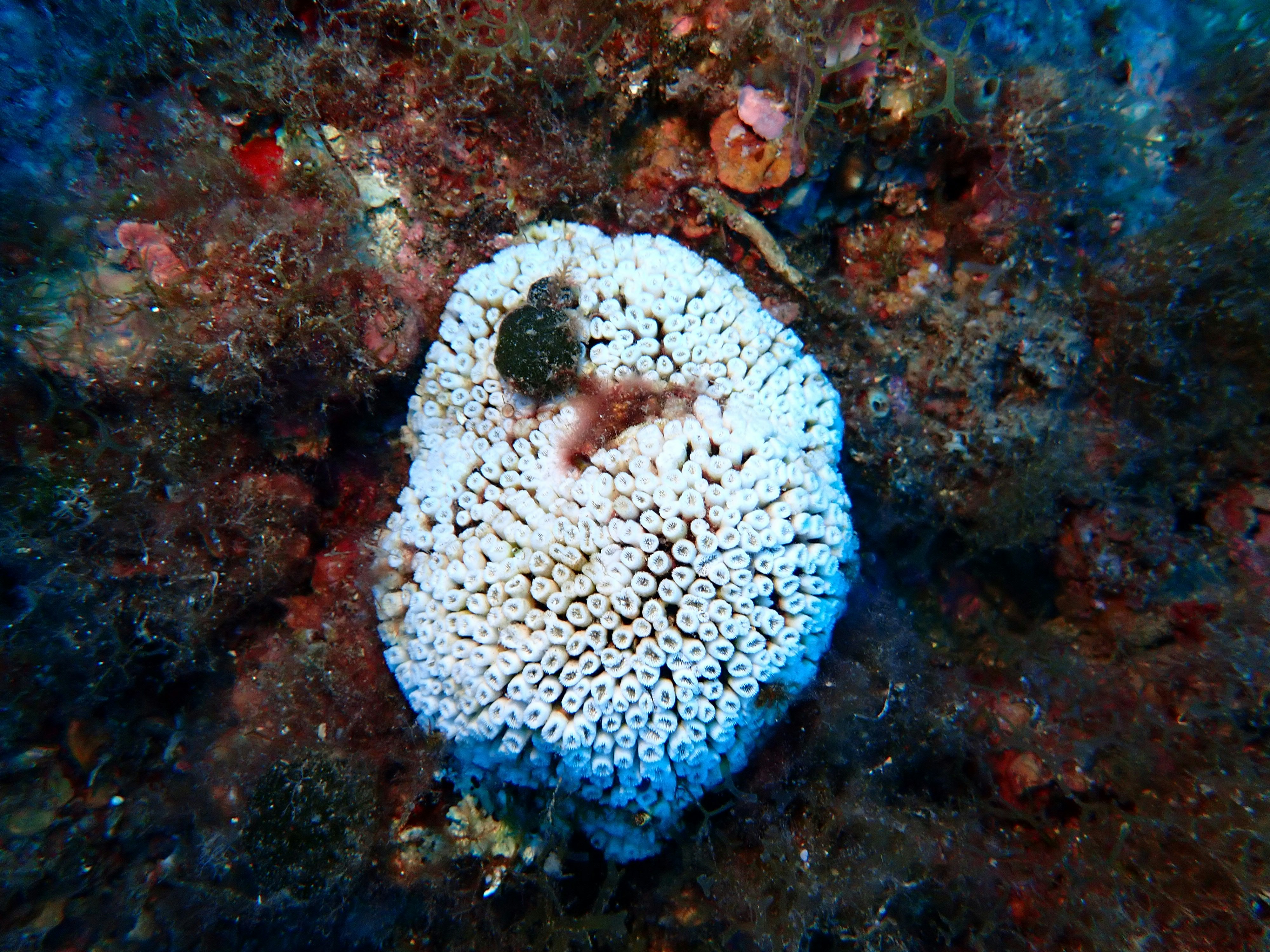 A white sea sponge with small openings on coral reef.