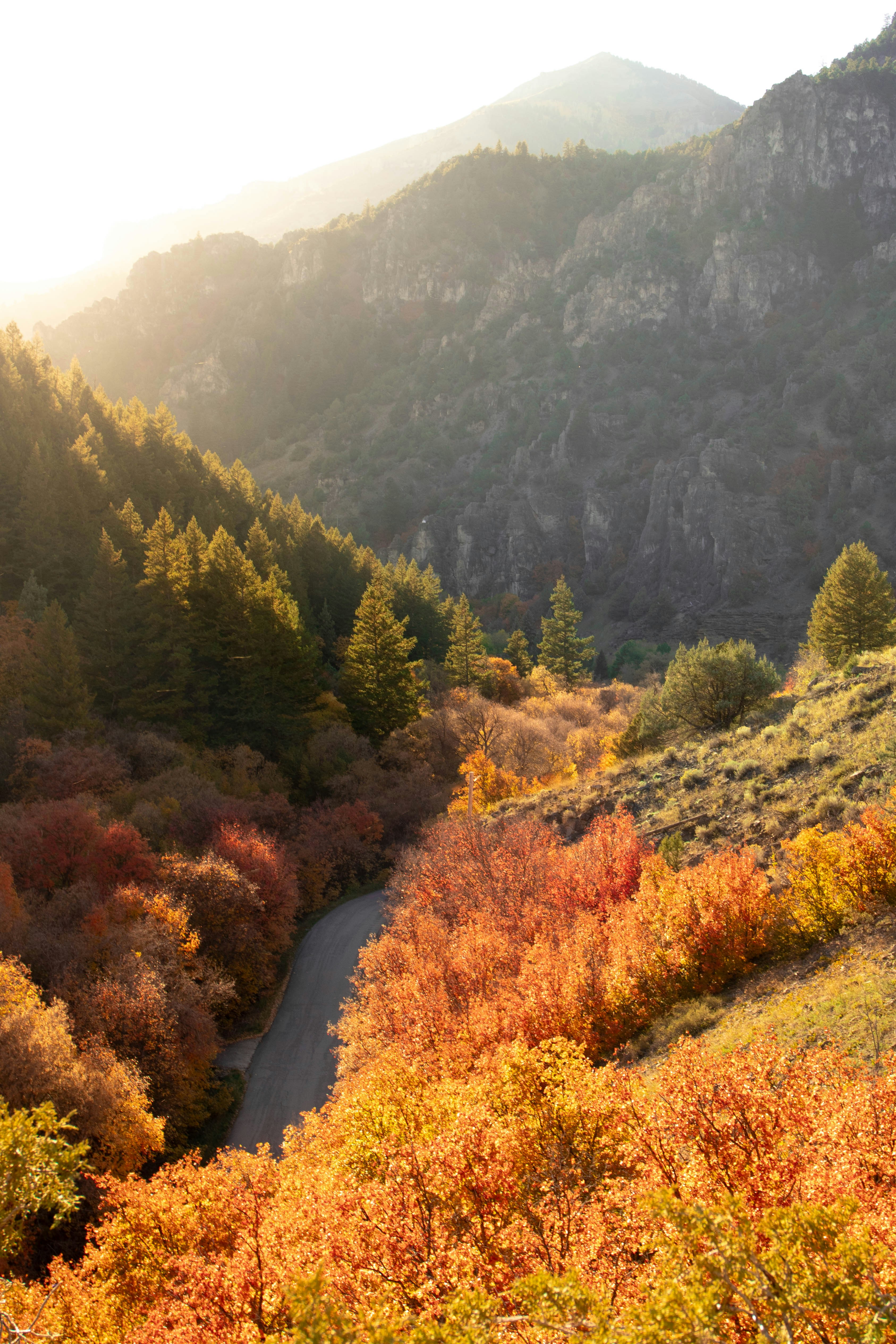 Autumn trees line a winding road through mountains.