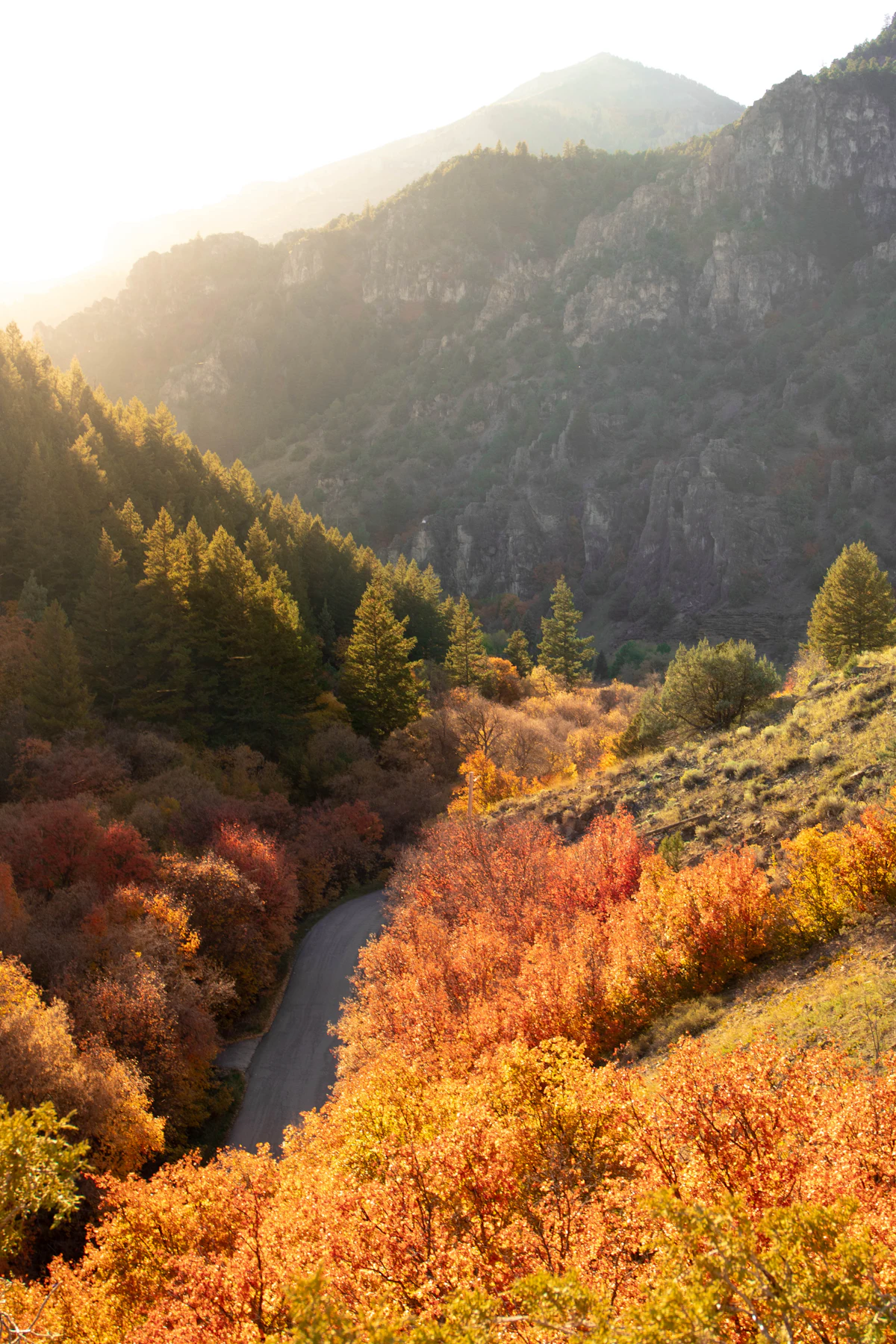 Red and orange autumn maples along a winding canyon road near Logan, Utah