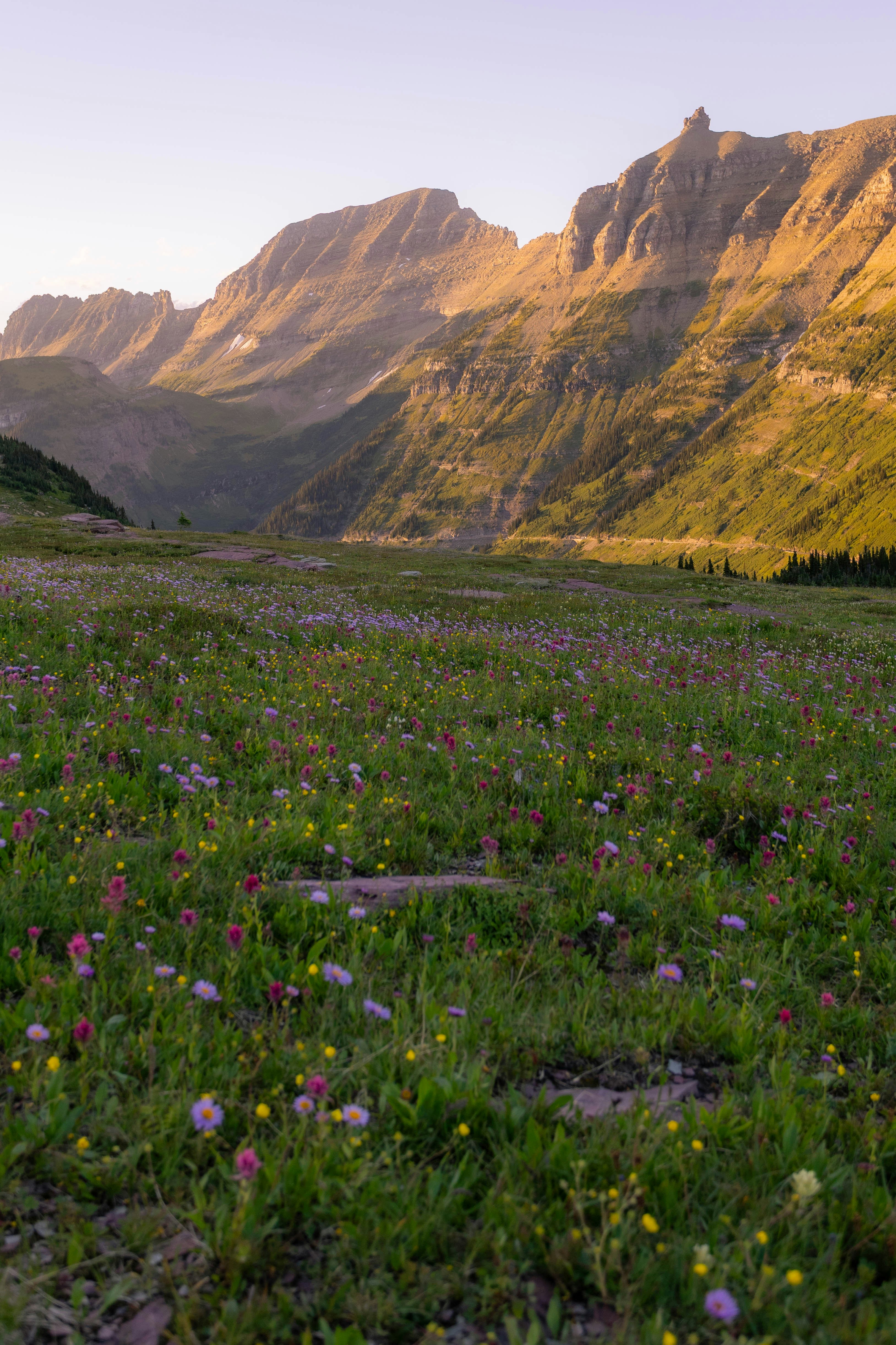 Field of wildflowers with mountains at sunrise