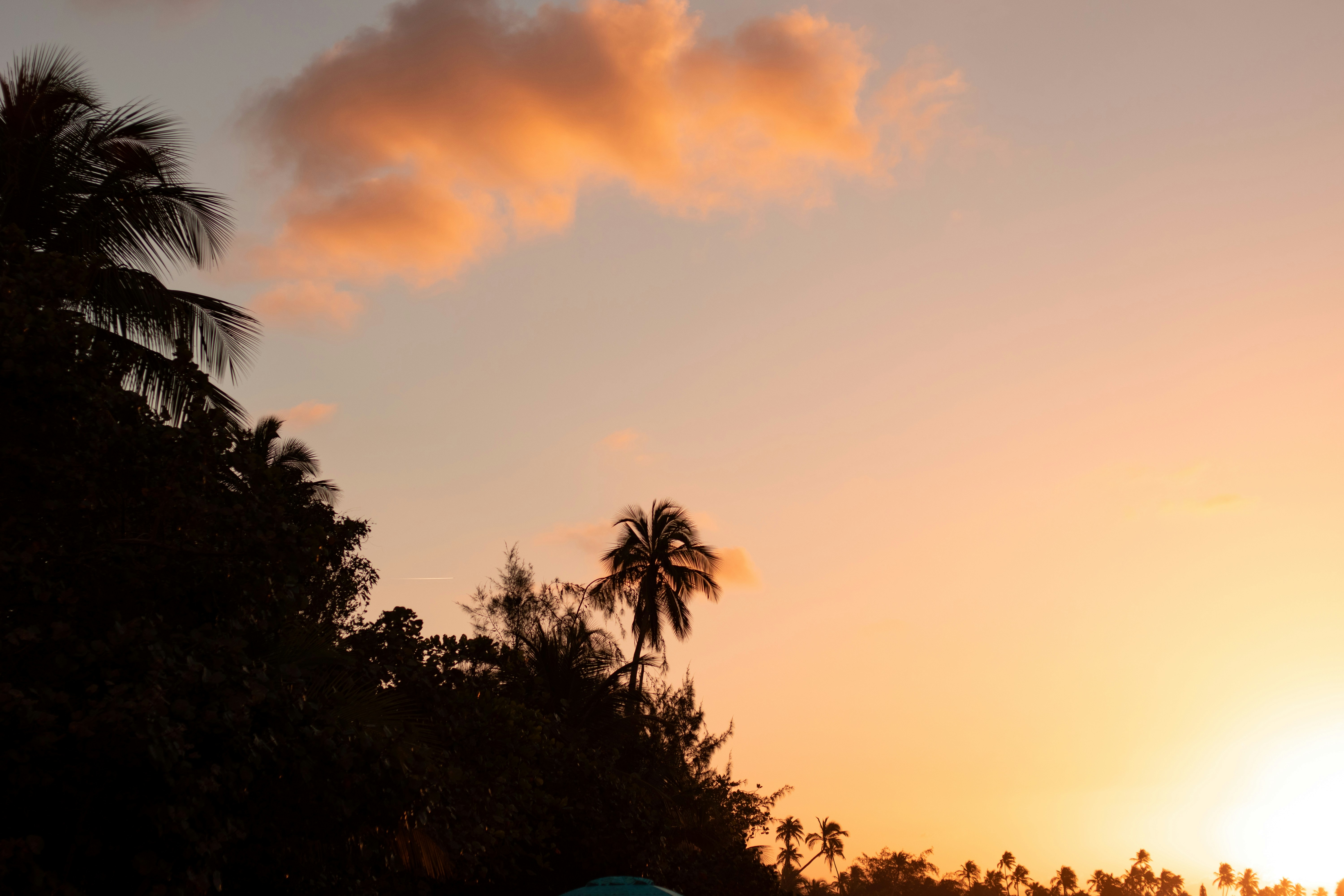 Palm trees silhouetted against a soft sunset sky