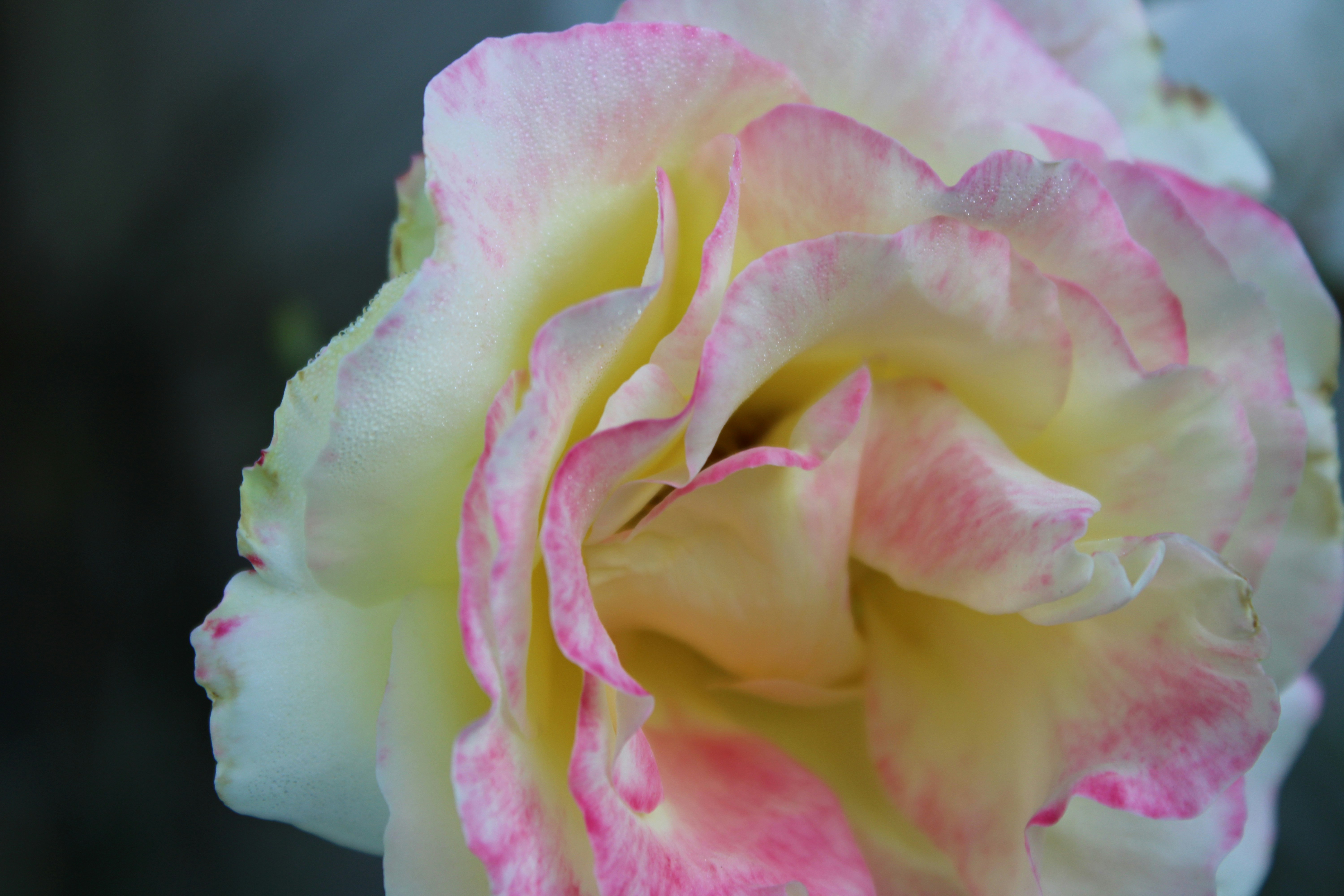 Photo by nature96