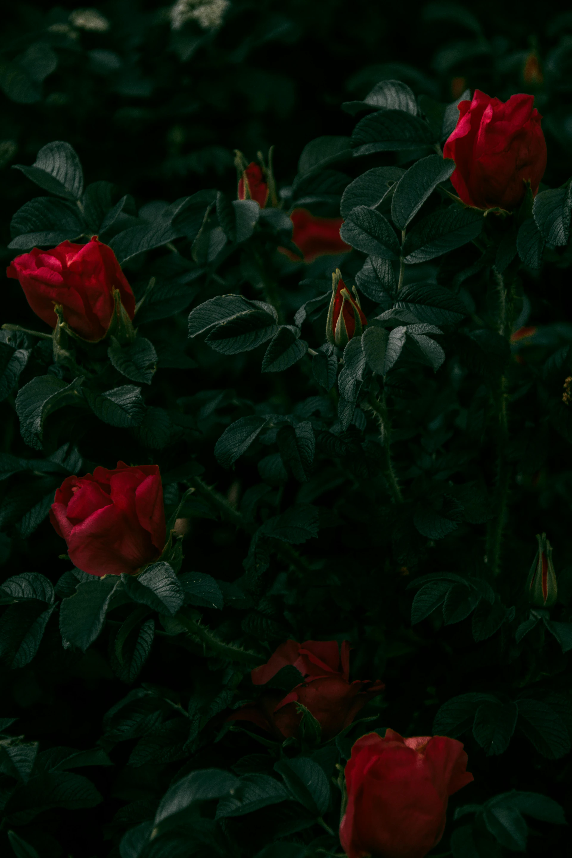 Several red rosebuds nestled among dark green leaves.