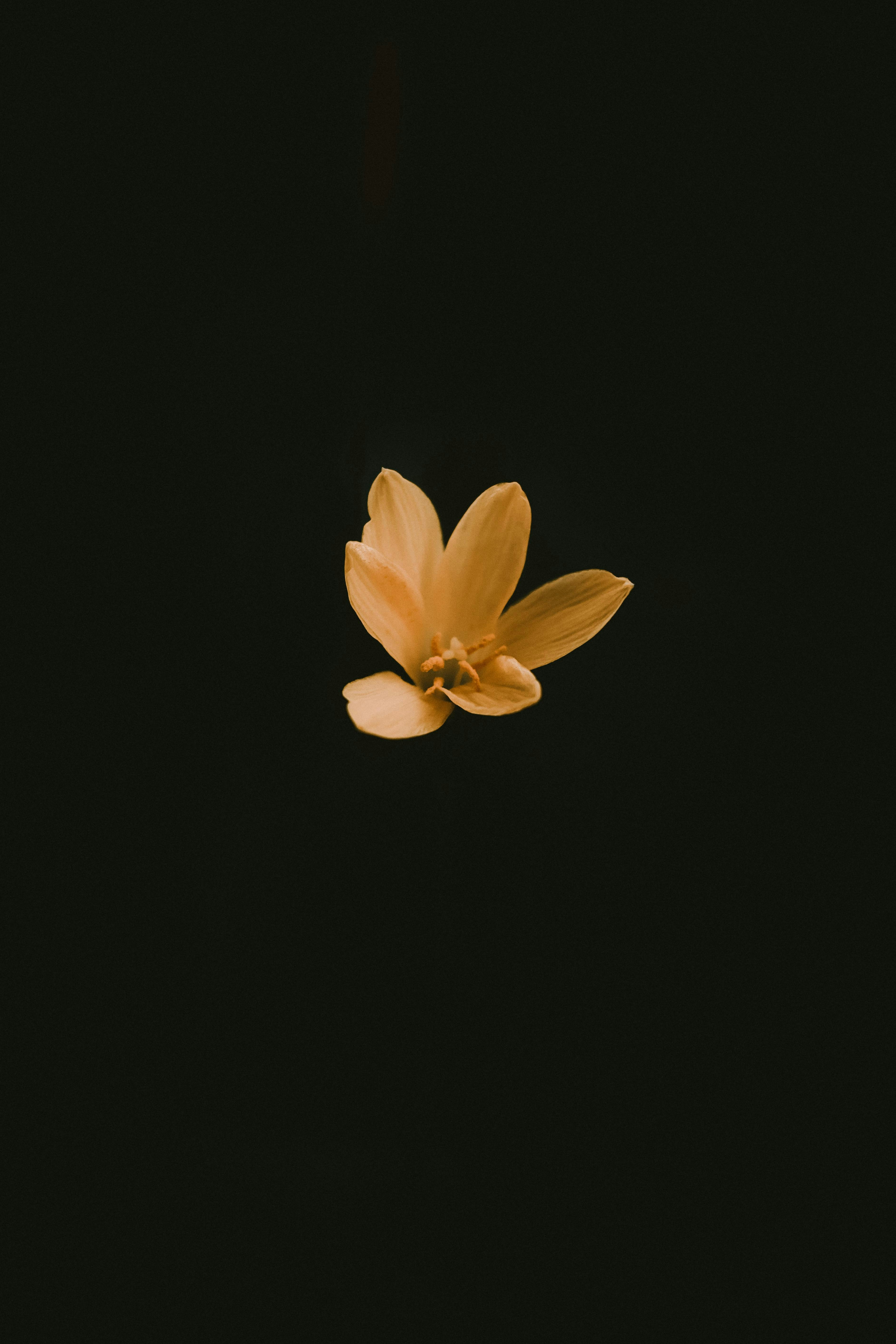 A single yellow flower against a dark background