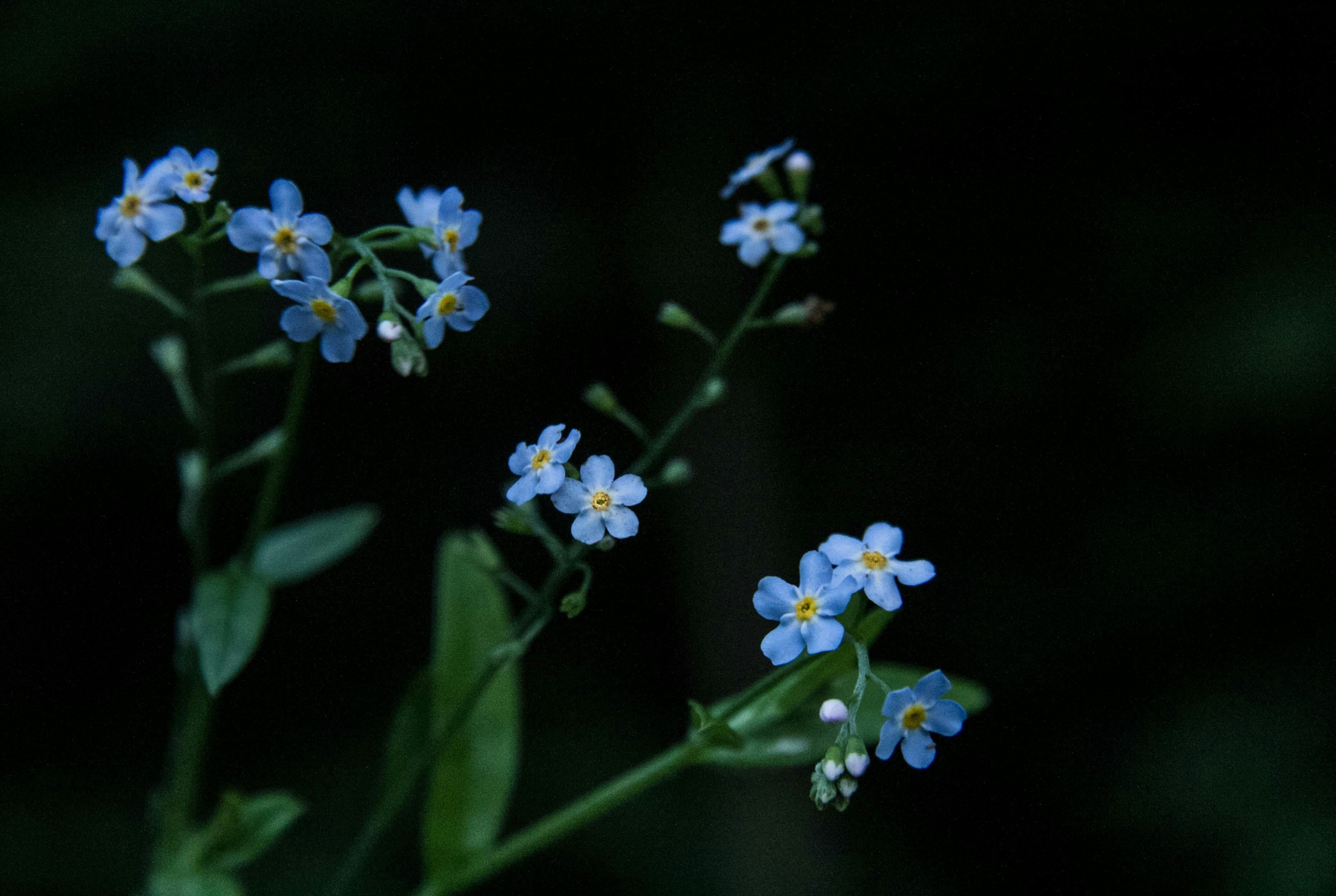 Delicate blue forget-me-not flowers bloom against dark background