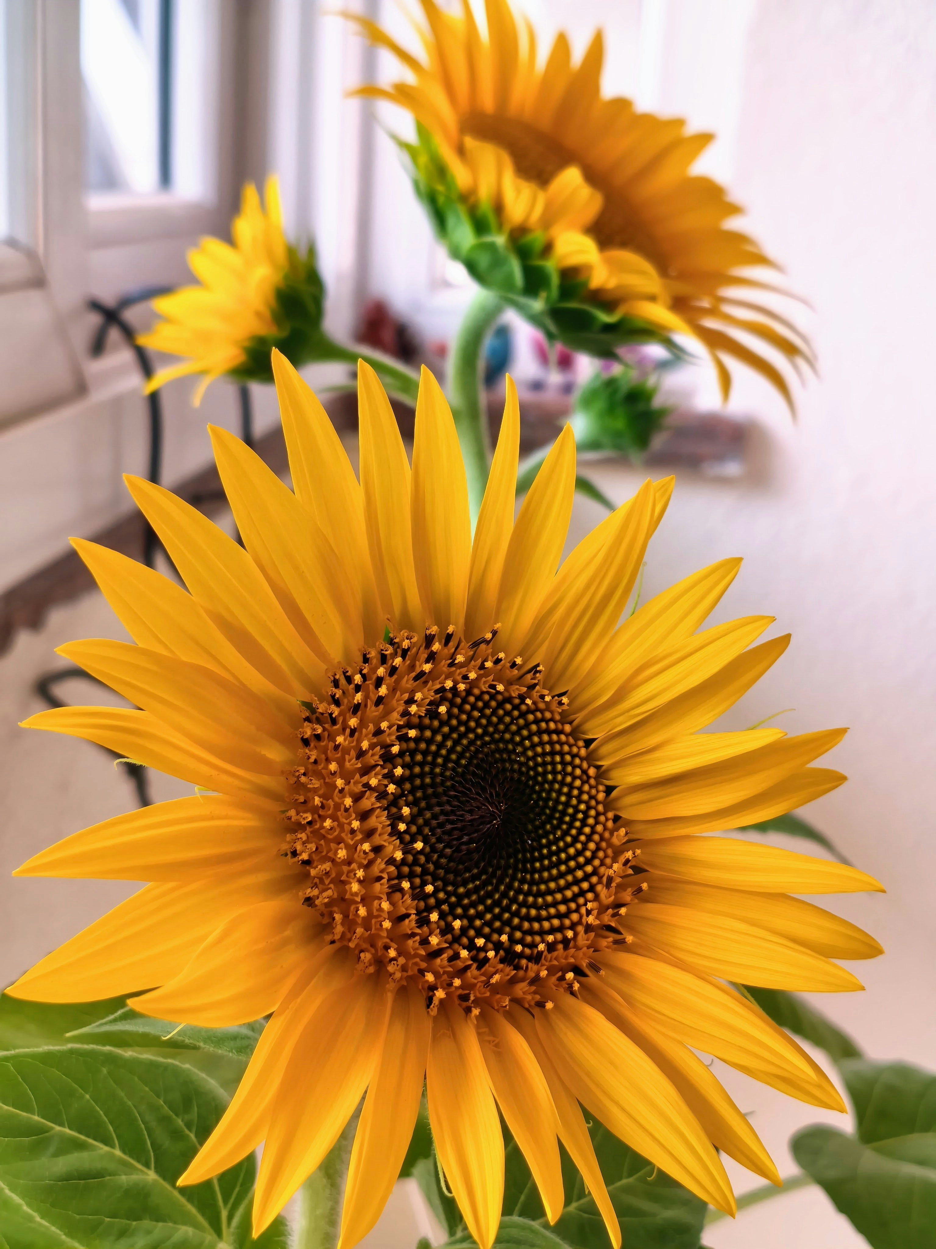 Drei leuchtend gelbe Sonnenblumen blühen drinnen.