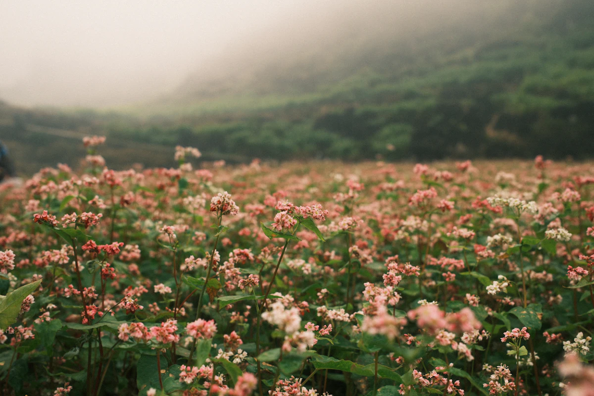 Ha Giang buckwheat flowers pink purple blooming on limestone karst mountains