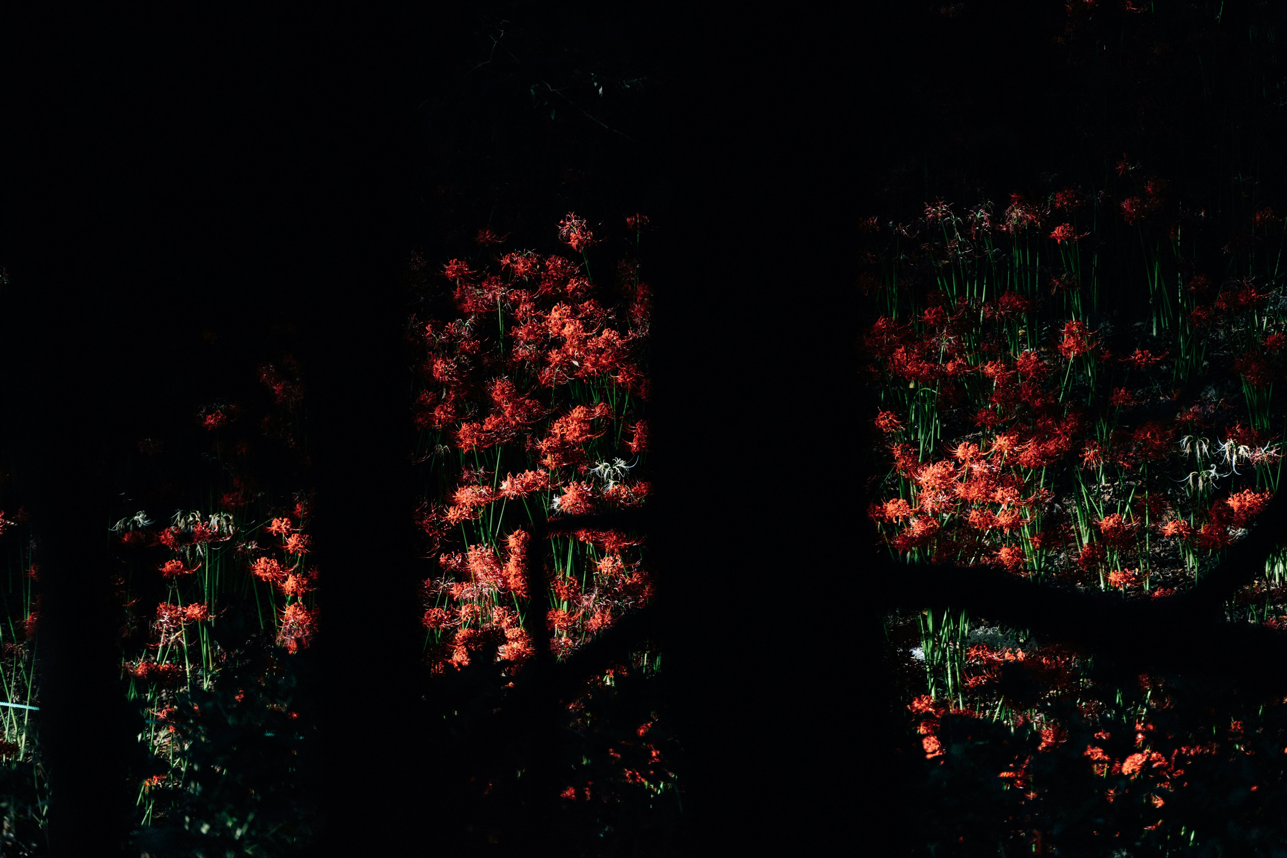 Photo by tsuyoshikozu