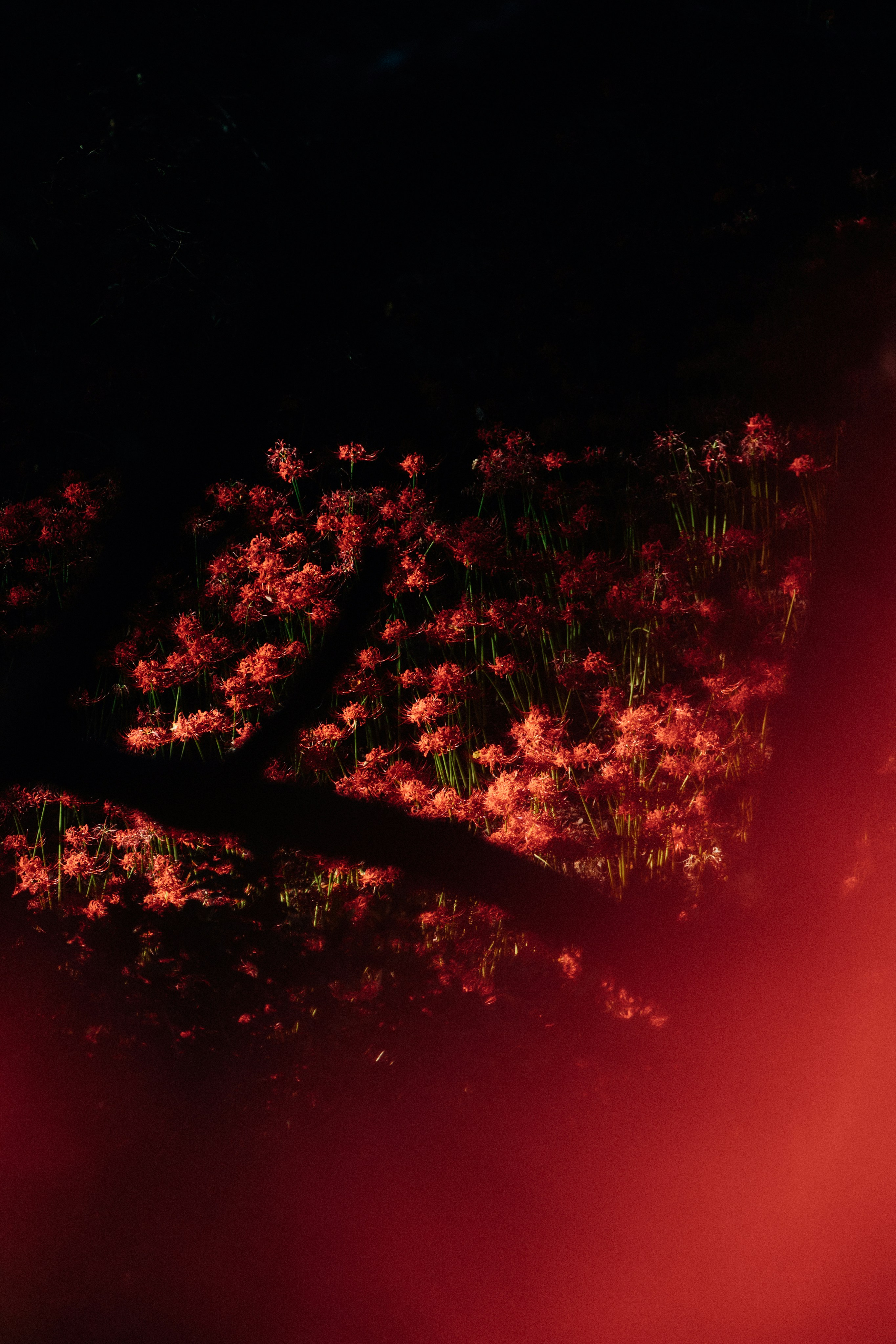 Photo by tsuyoshikozu