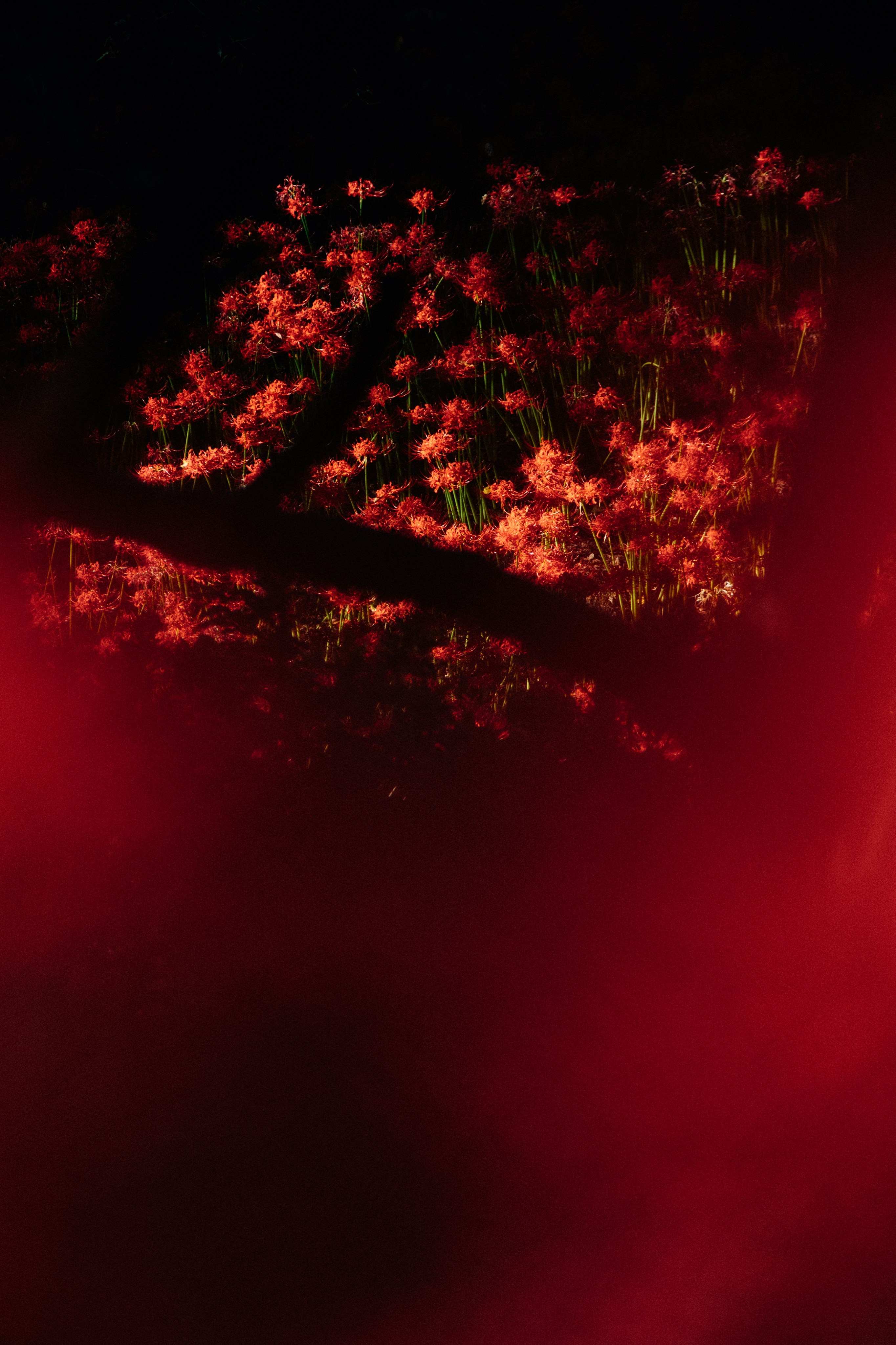 Photo by tsuyoshikozu