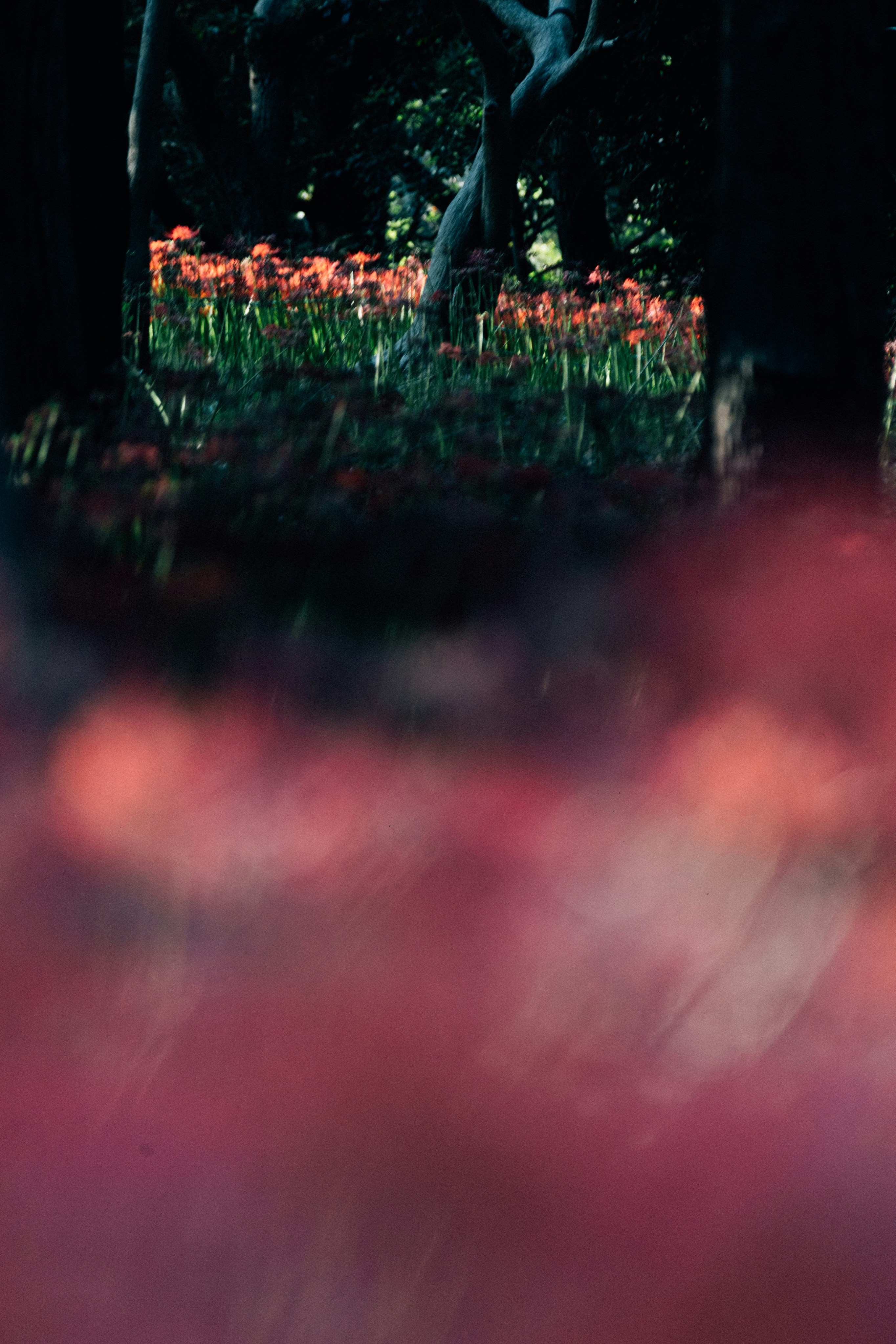 Photo by tsuyoshikozu