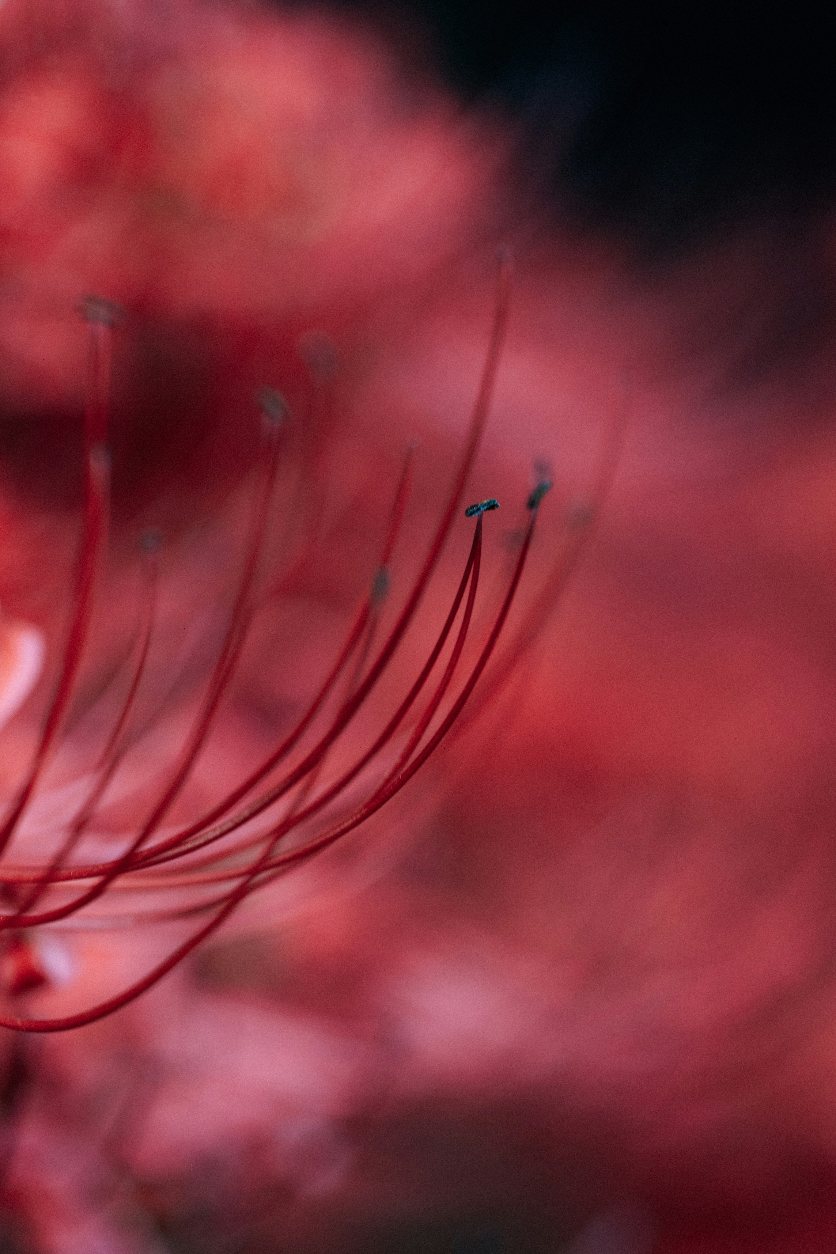 Photo by tsuyoshikozu