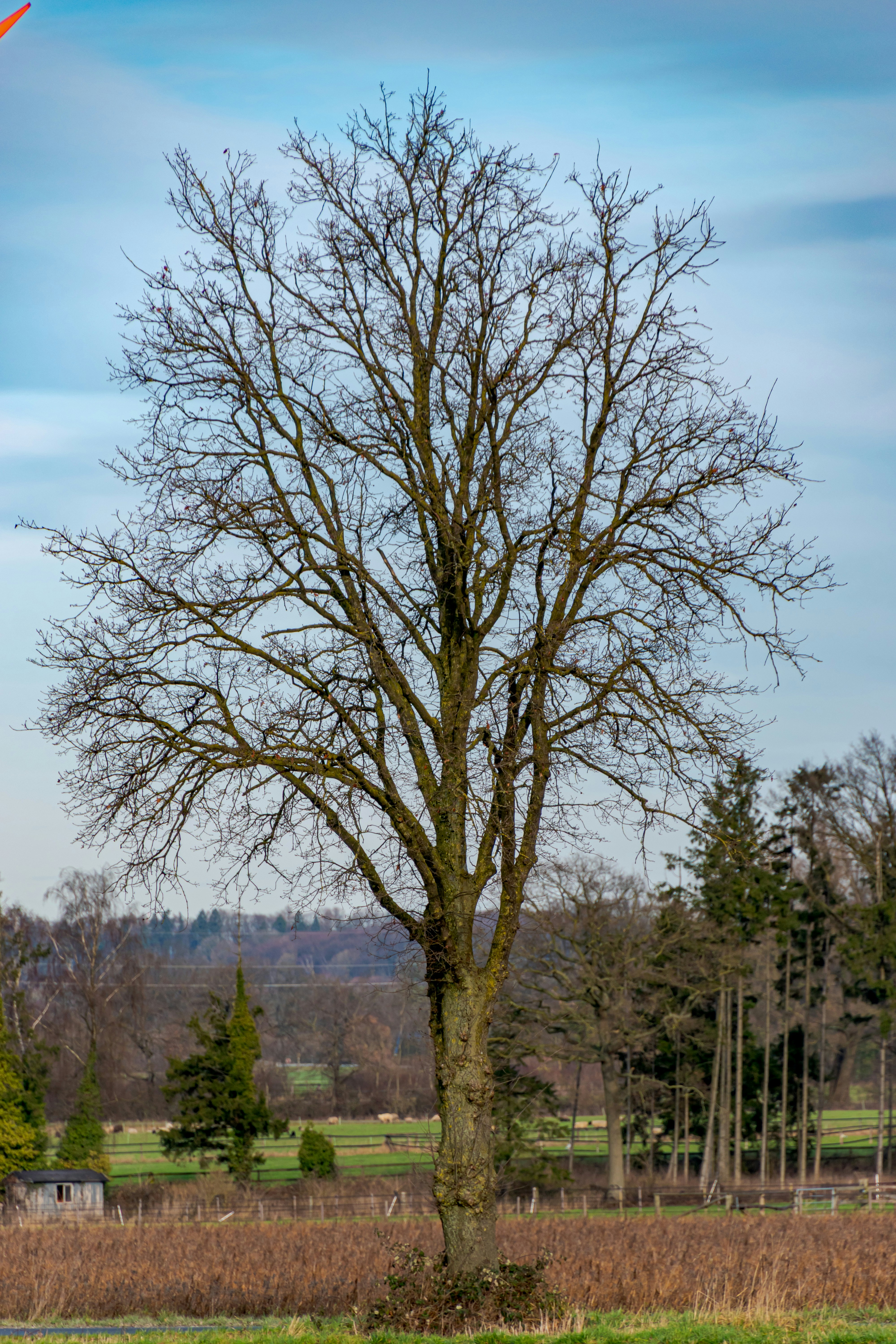 Photo by skstrannik