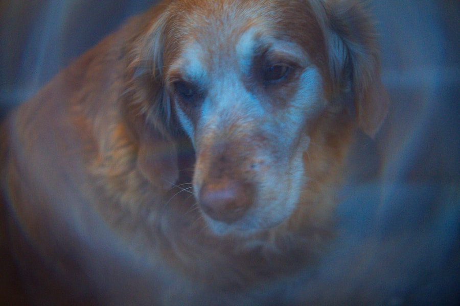 What Emotions Do Dogs Feel? The Science of Canine Feelings