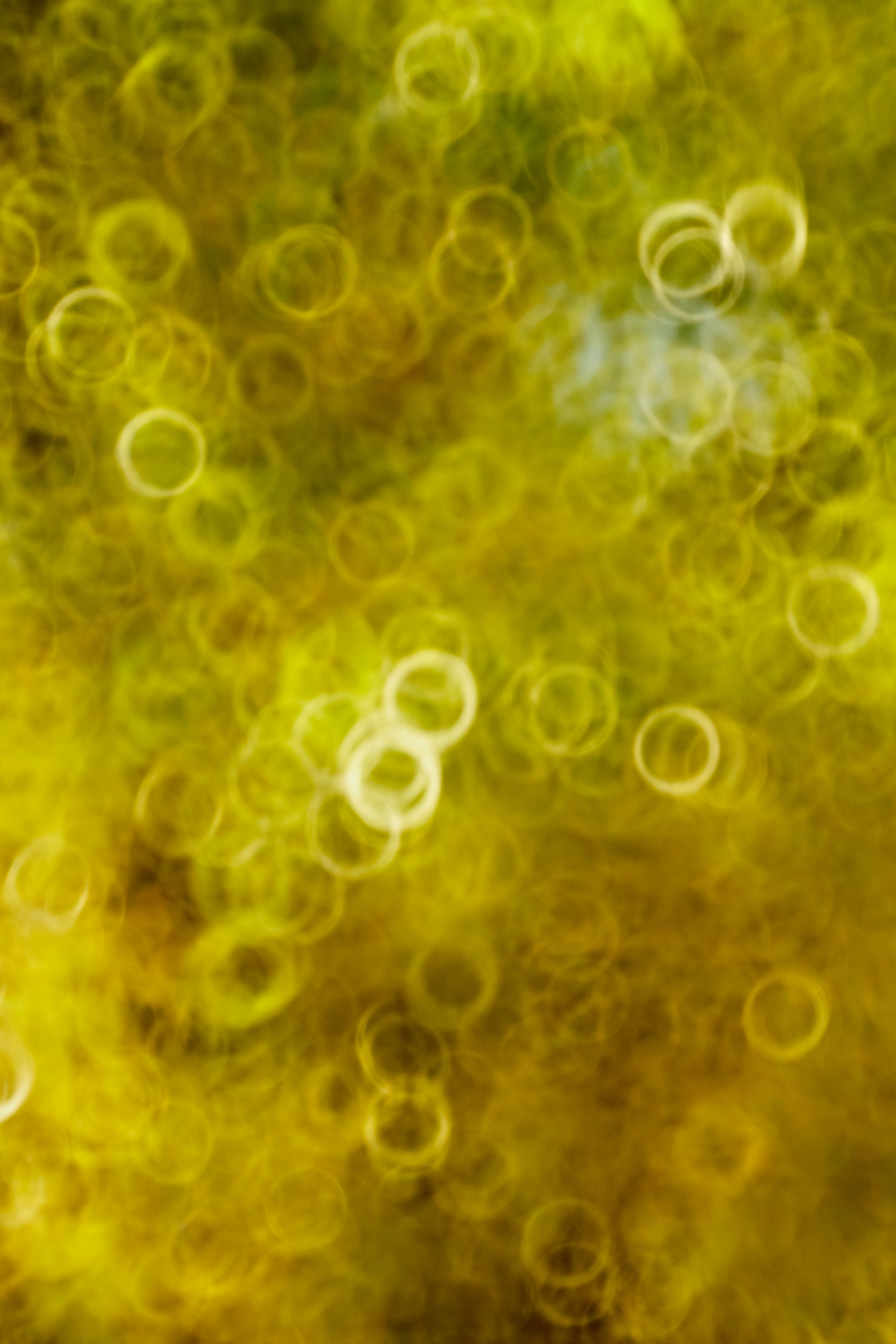 Photo by bkaraivanov