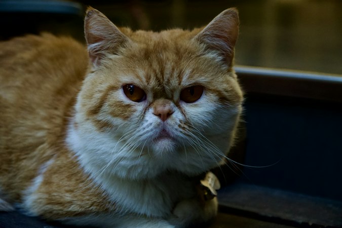 Orange and white Exotic Shorthair resting indoors