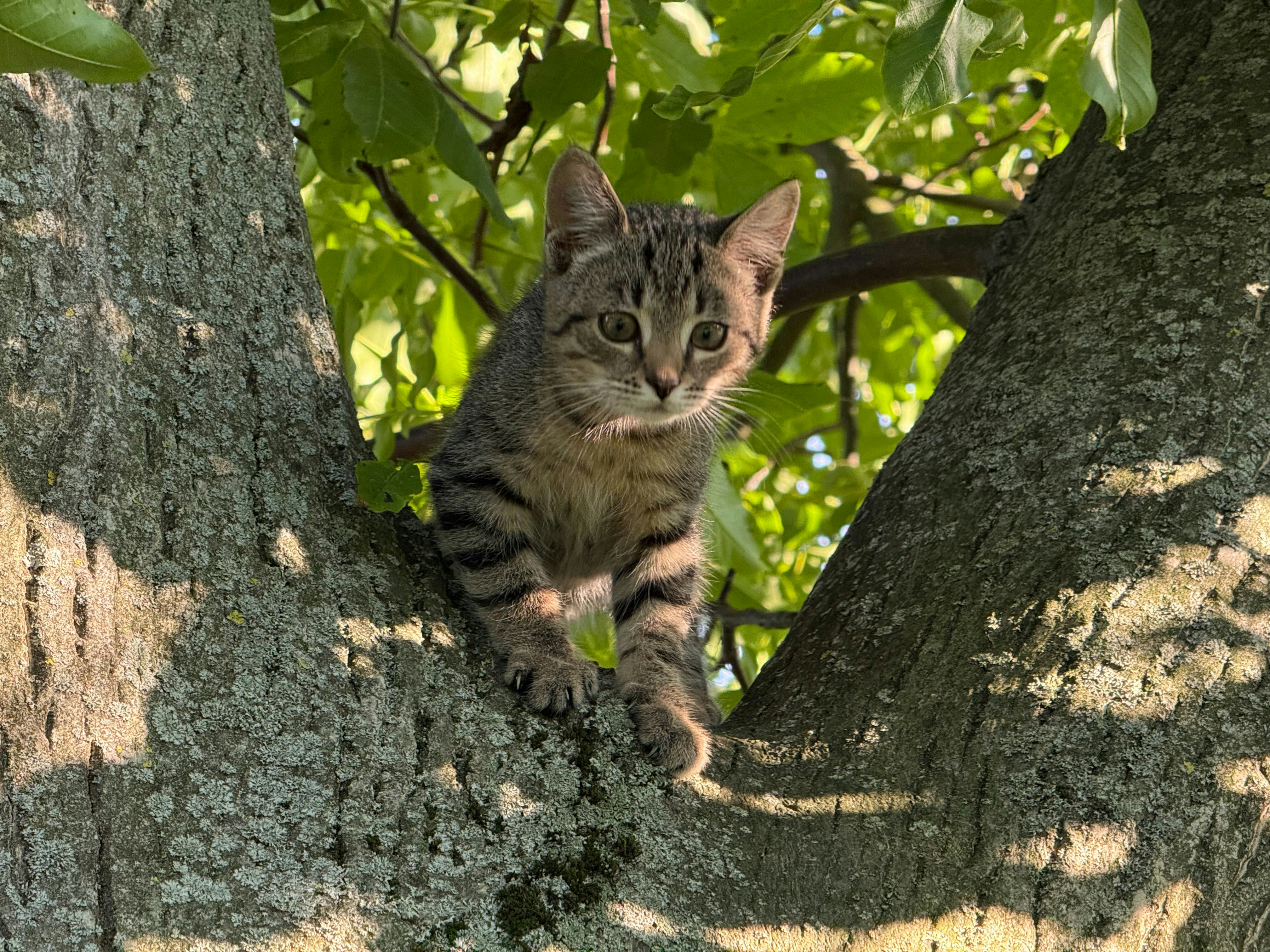Mysteries of Kitten Behavior: Learning Through Shared Experiences