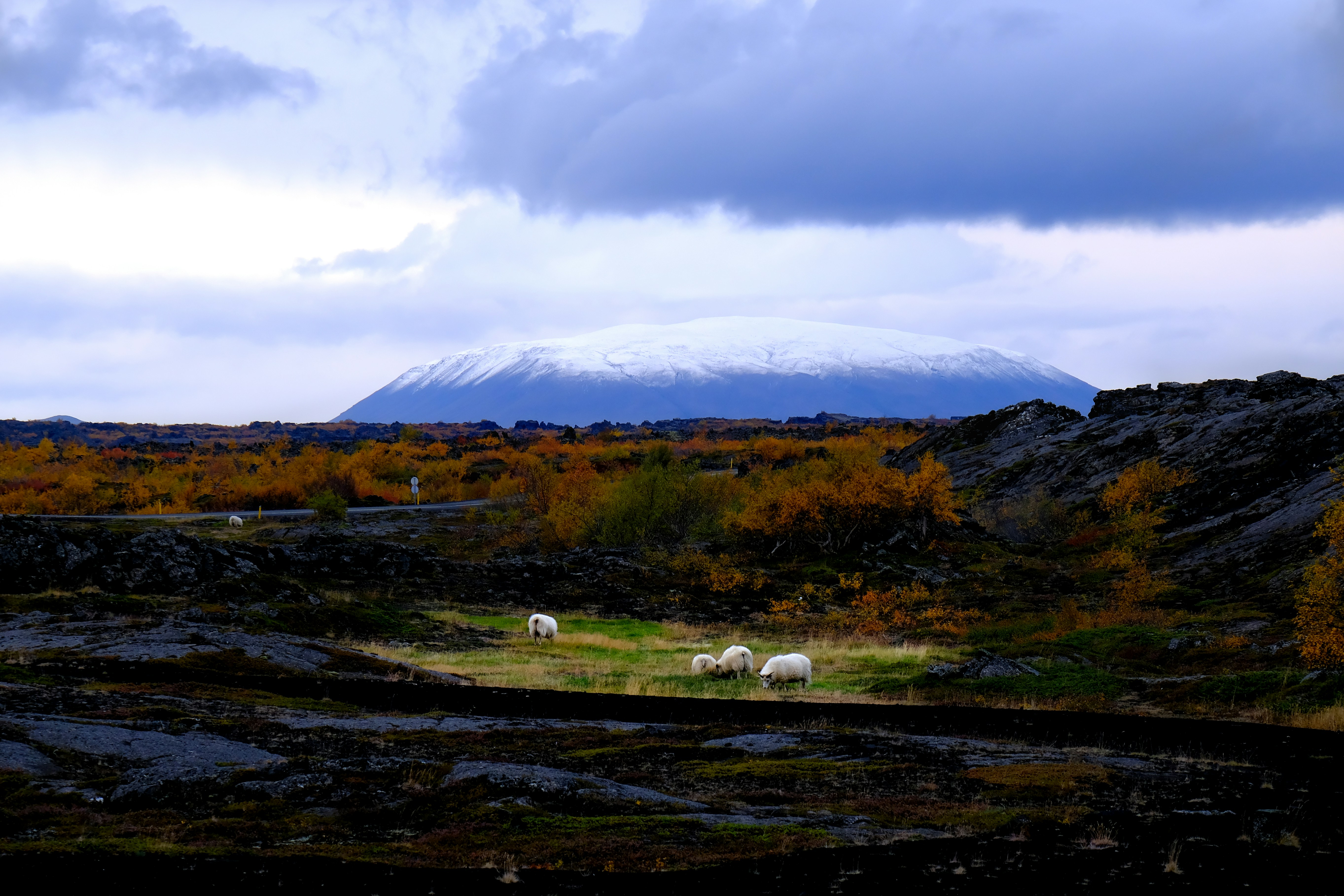 Sheep grazing in a field with a snow-capped mountain.