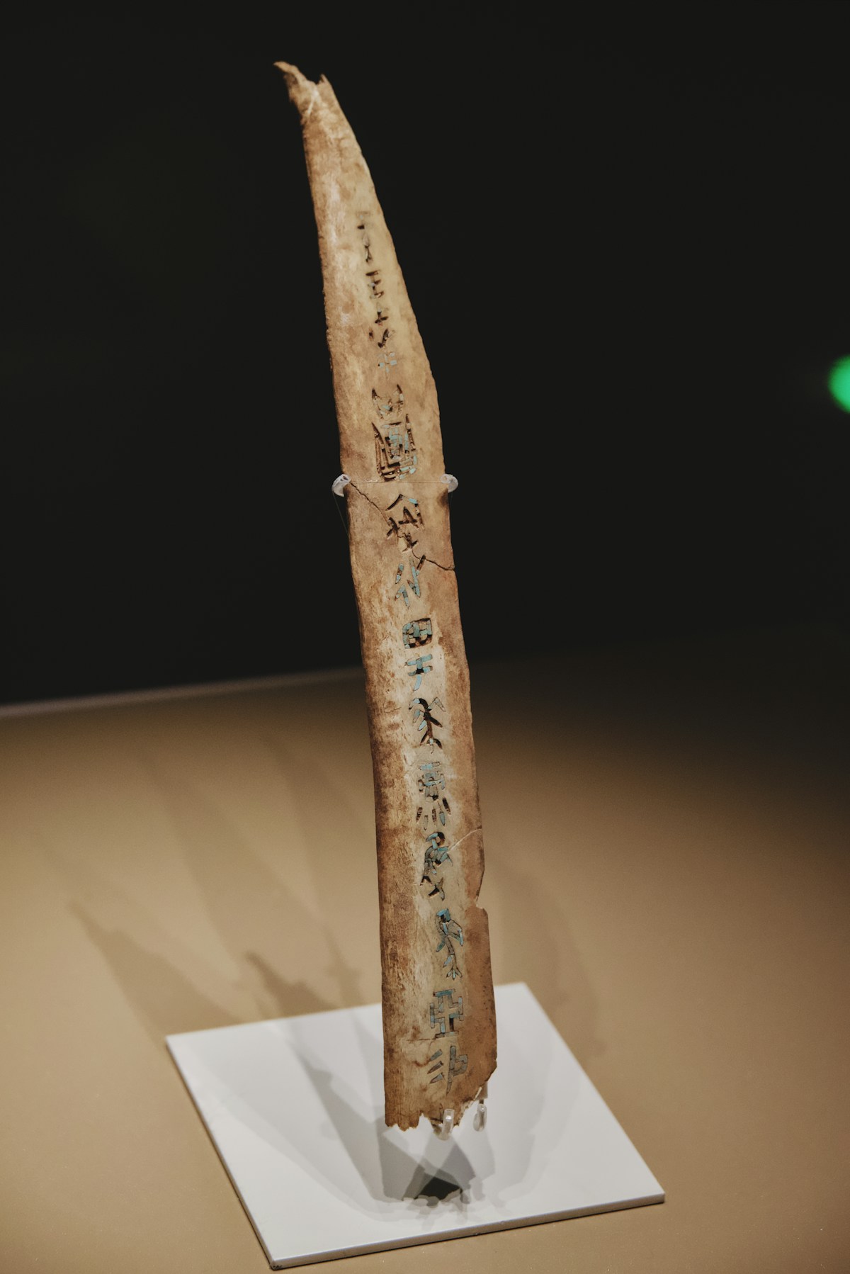 Ancient bone artifact with inscribed markings on display — archaeological evidence of 5,000 years of human ingenuity