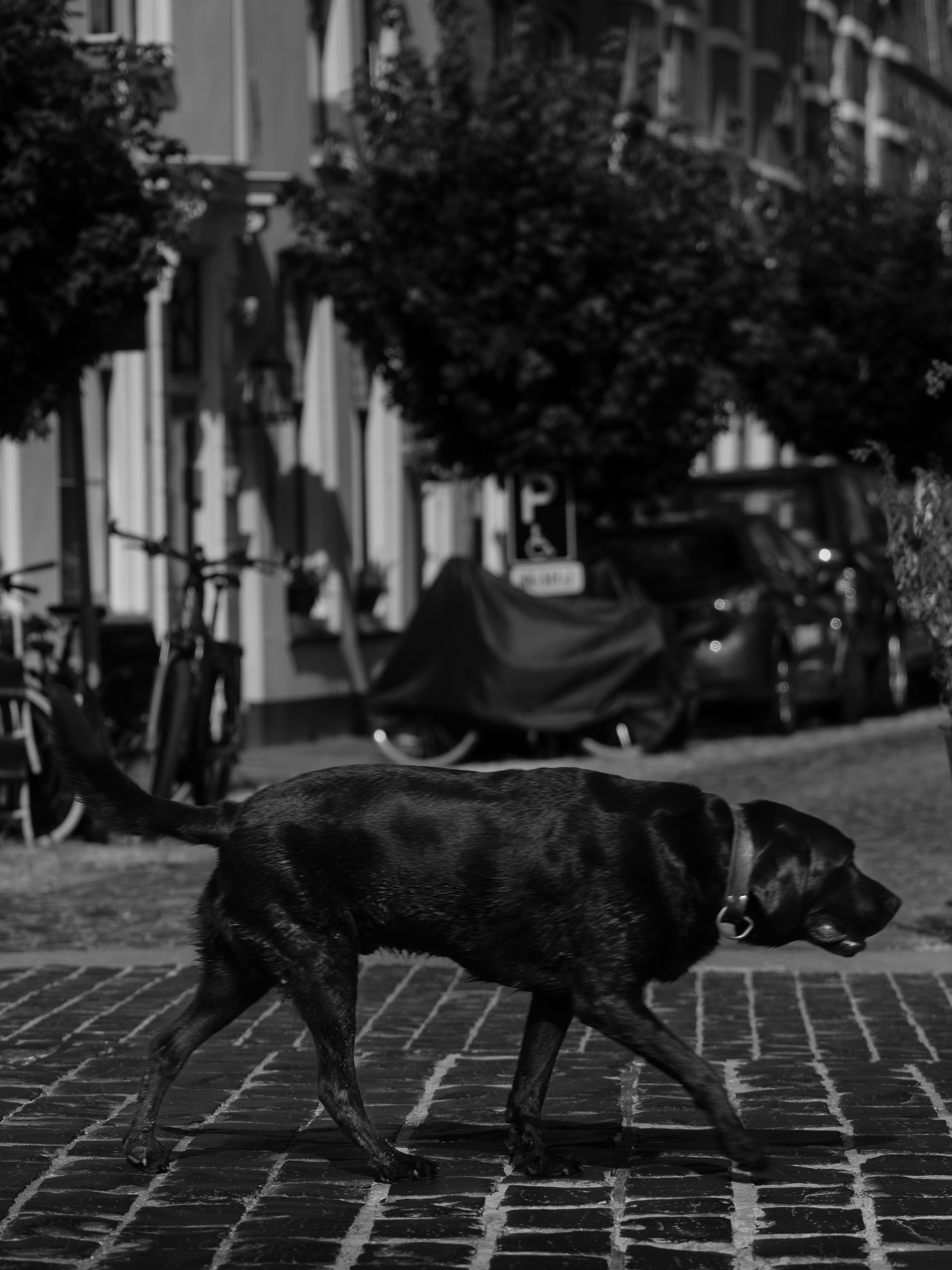 Photo by haberdoedas