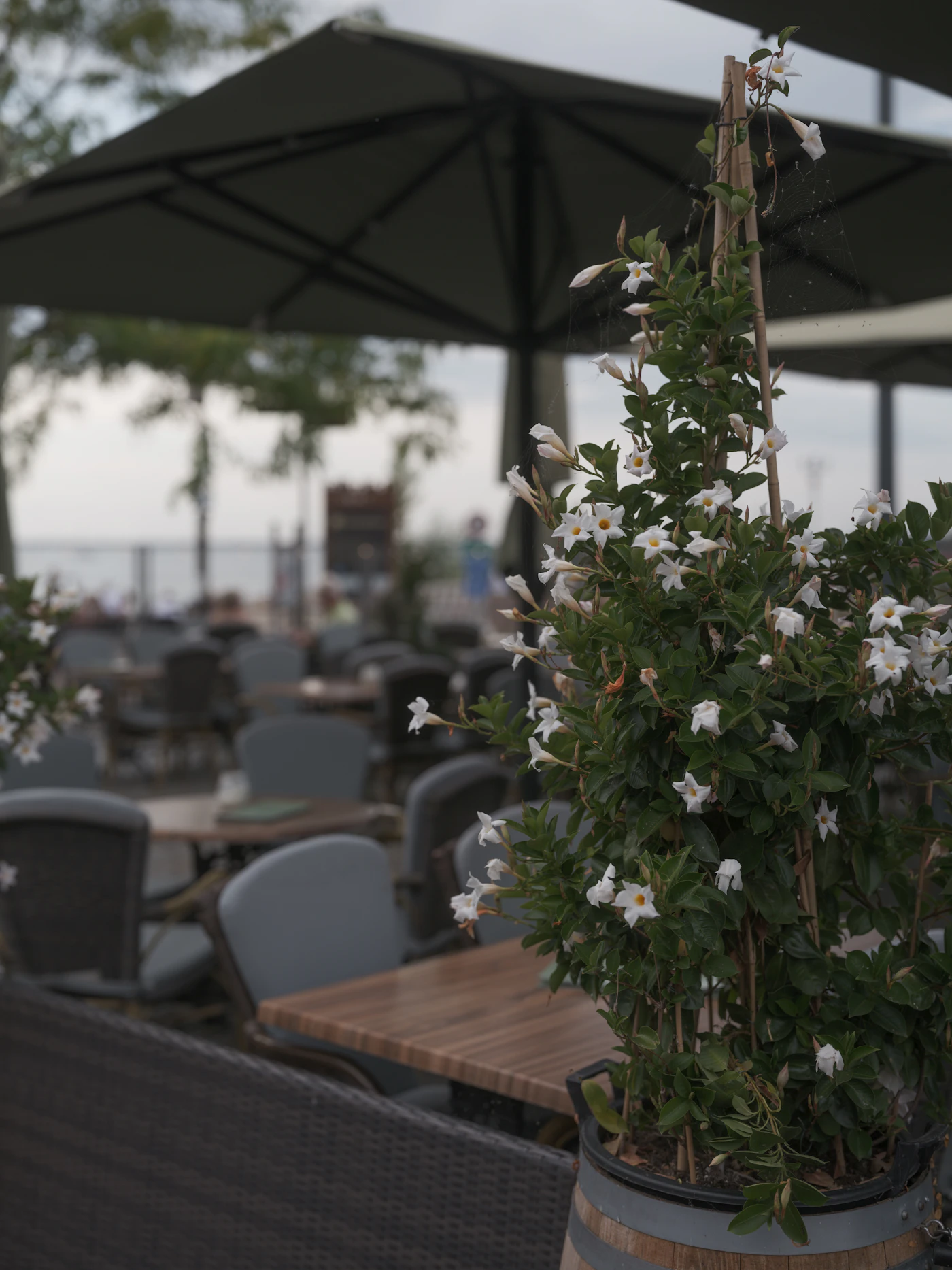 Outdoor blooming · service